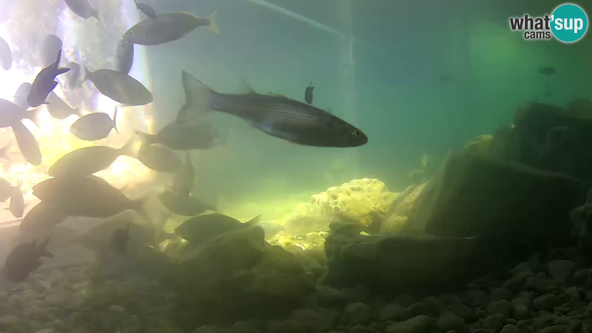 Outdoor Marine Aquarium Rogoznica webcam Croatia