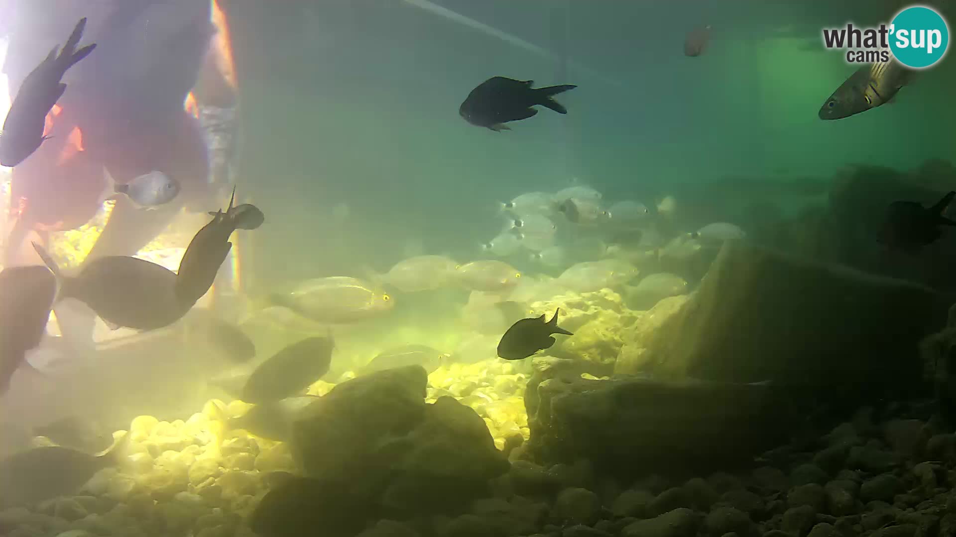 Acuario marino al aire libre Rogoznica webcam Croacia