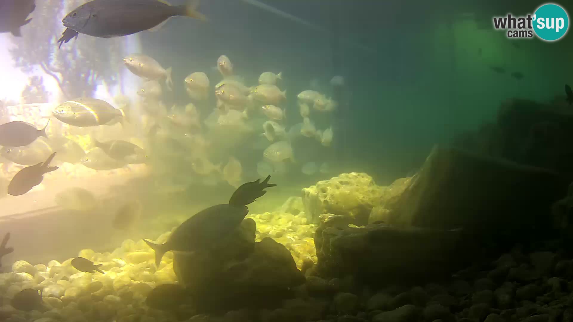 Outdoor Marine Aquarium Rogoznica webcam Croatia