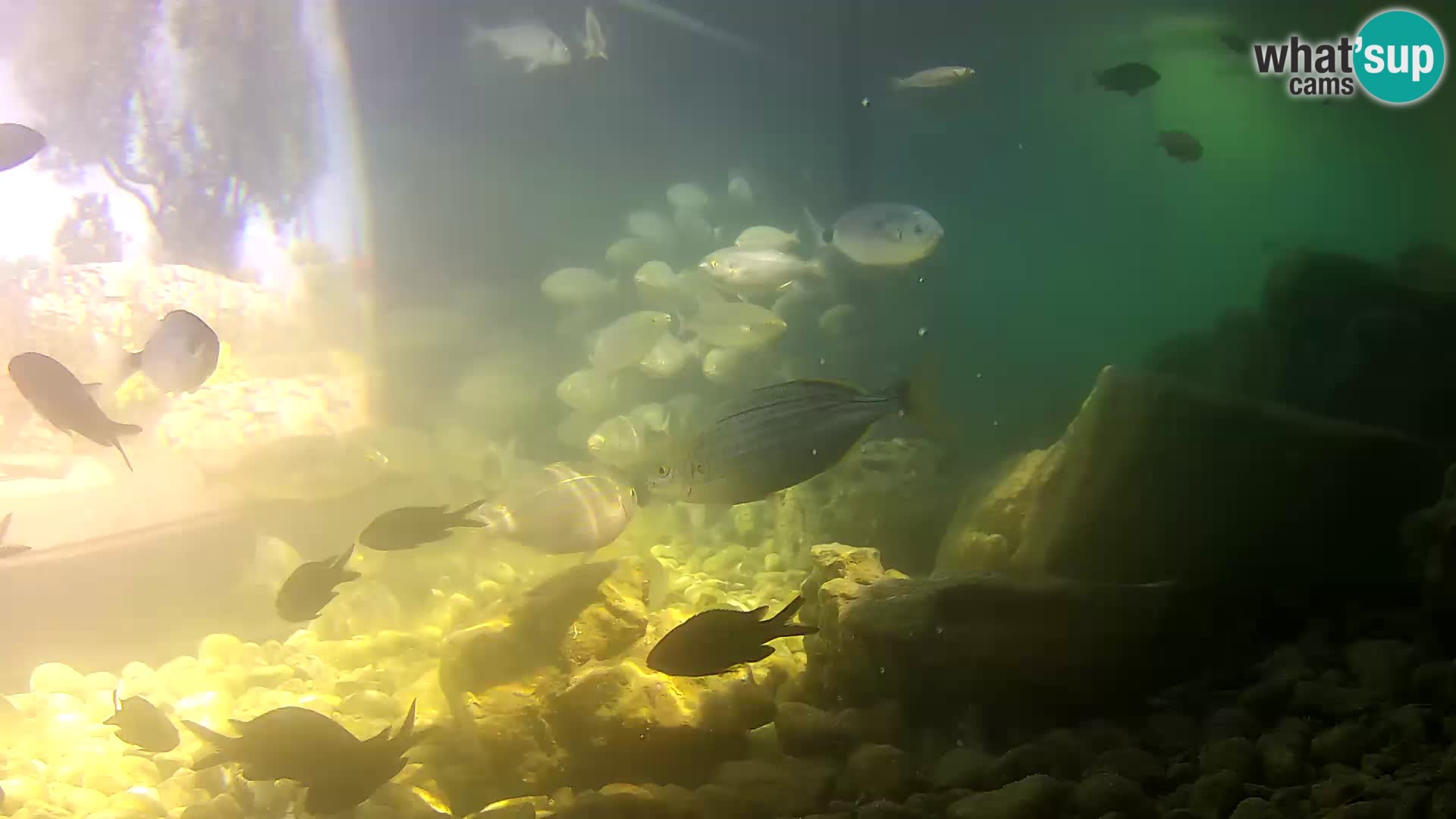 Zunanji morski akvarij Rogoznica spletna kamera Hrvaška