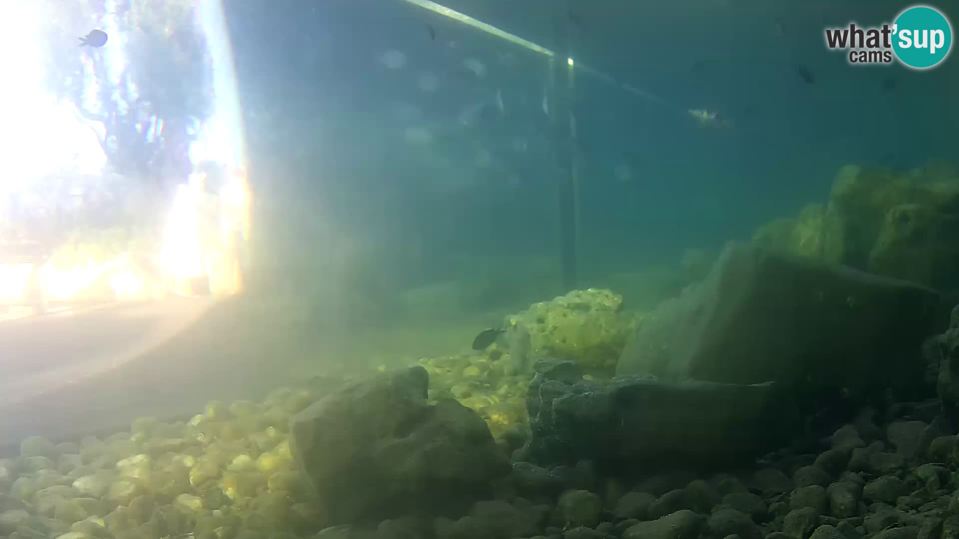 Zunanji morski akvarij Rogoznica spletna kamera Hrvaška