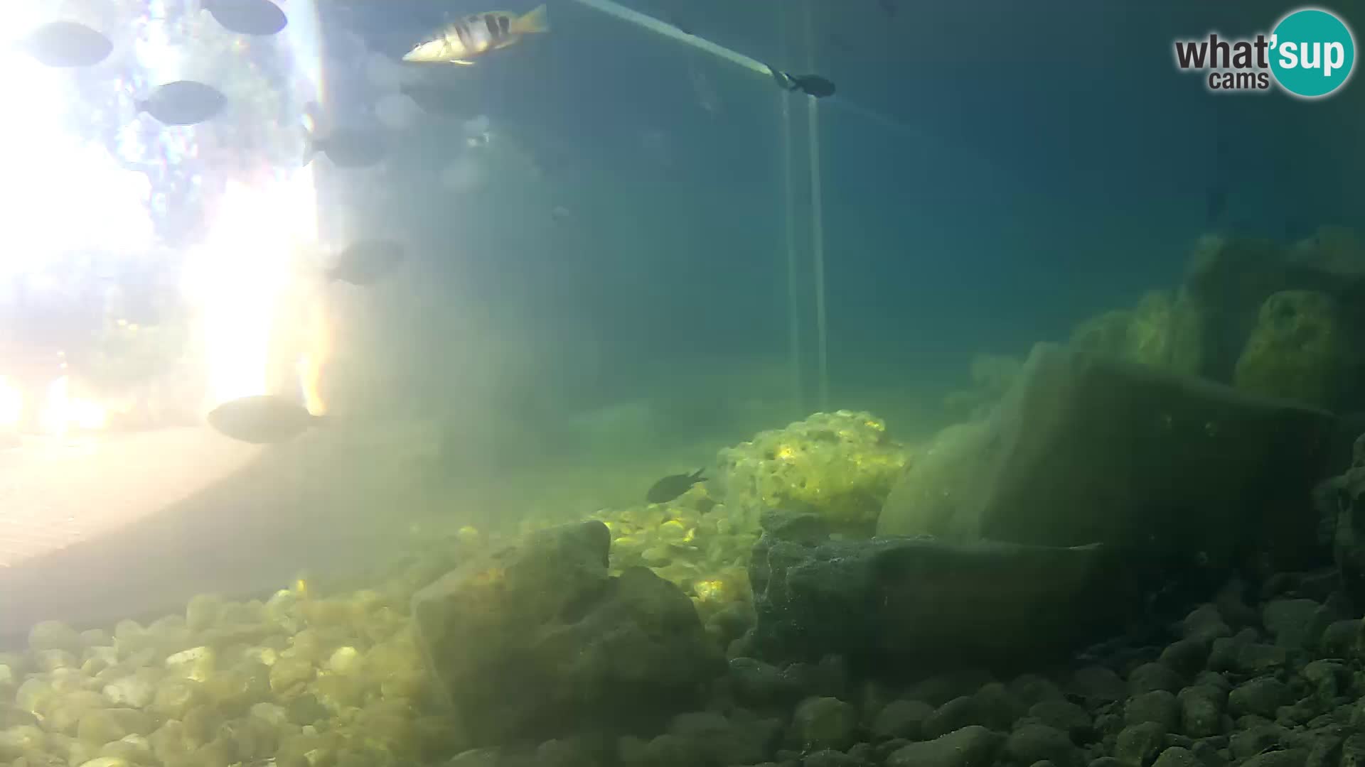 Aquario marino esterno –  Rogoznica livecam Croazia