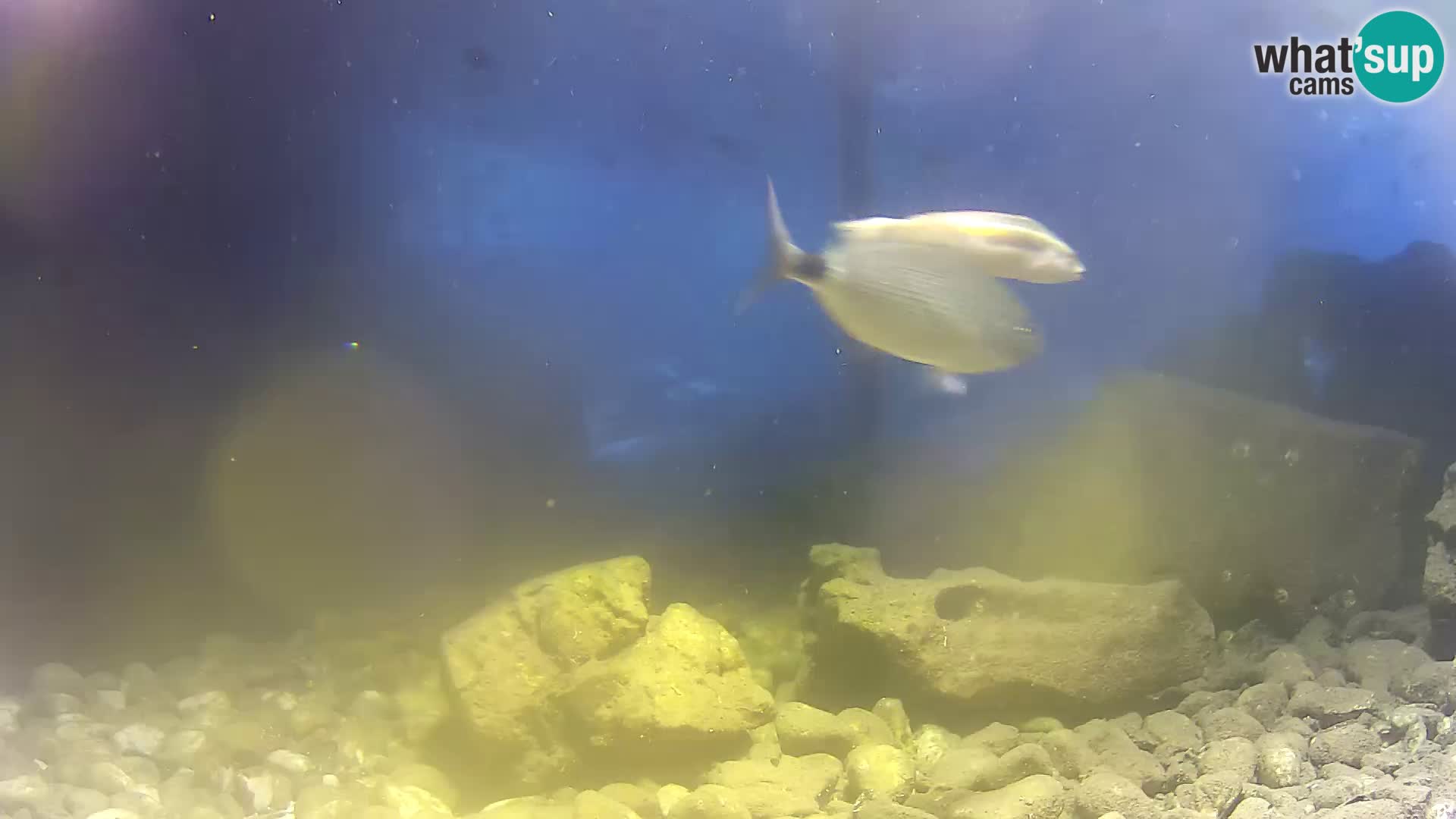 Zunanji morski akvarij Rogoznica spletna kamera Hrvaška