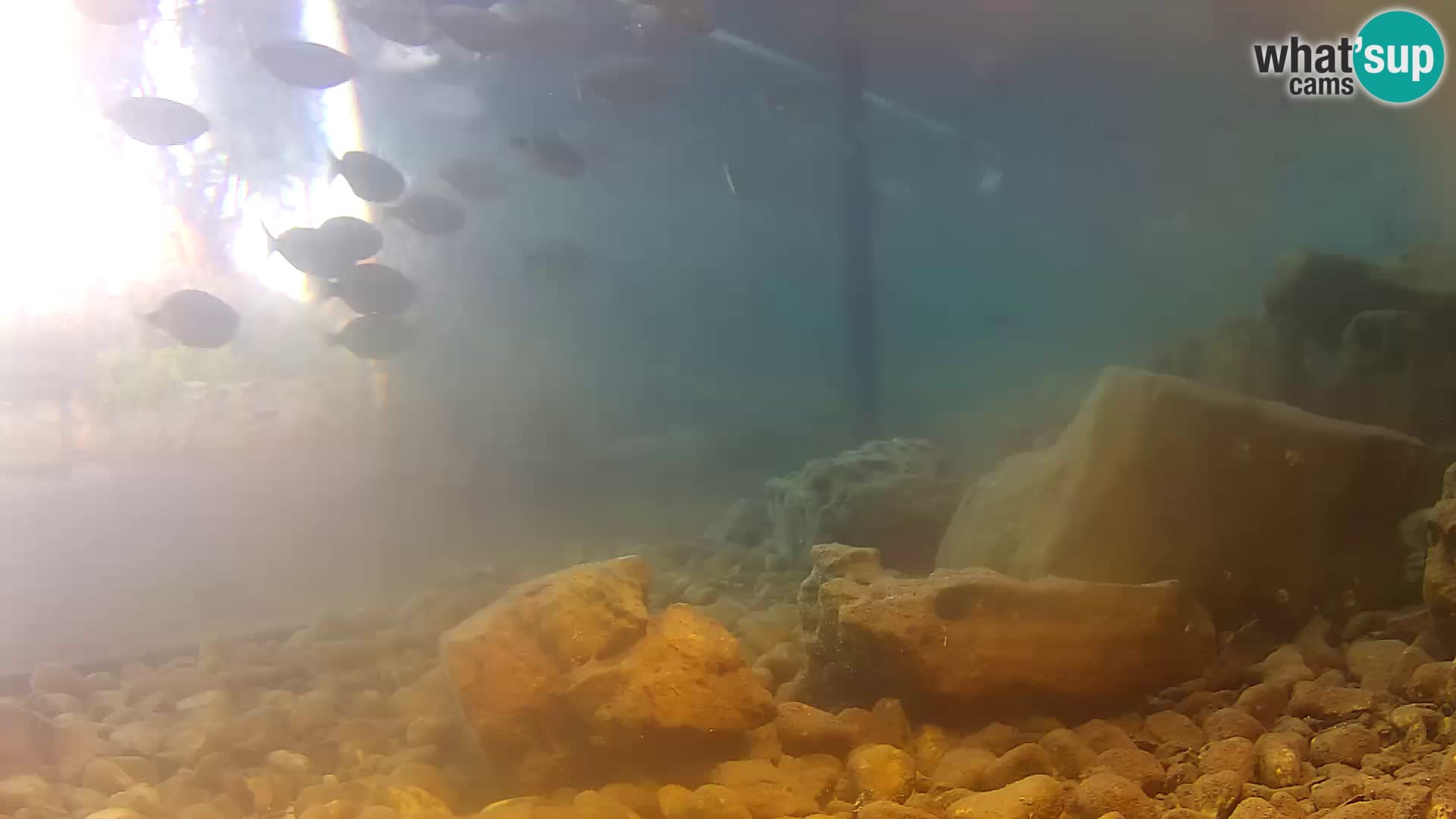Webcam de l’aquarium marin extérieur de Rogoznica Croatie