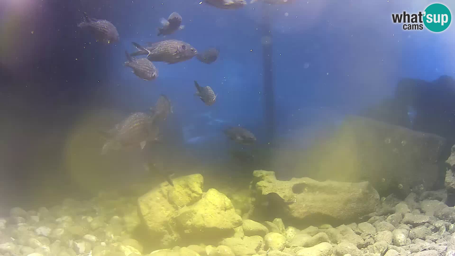 Outdoor Marine Aquarium Rogoznica webcam Croatia