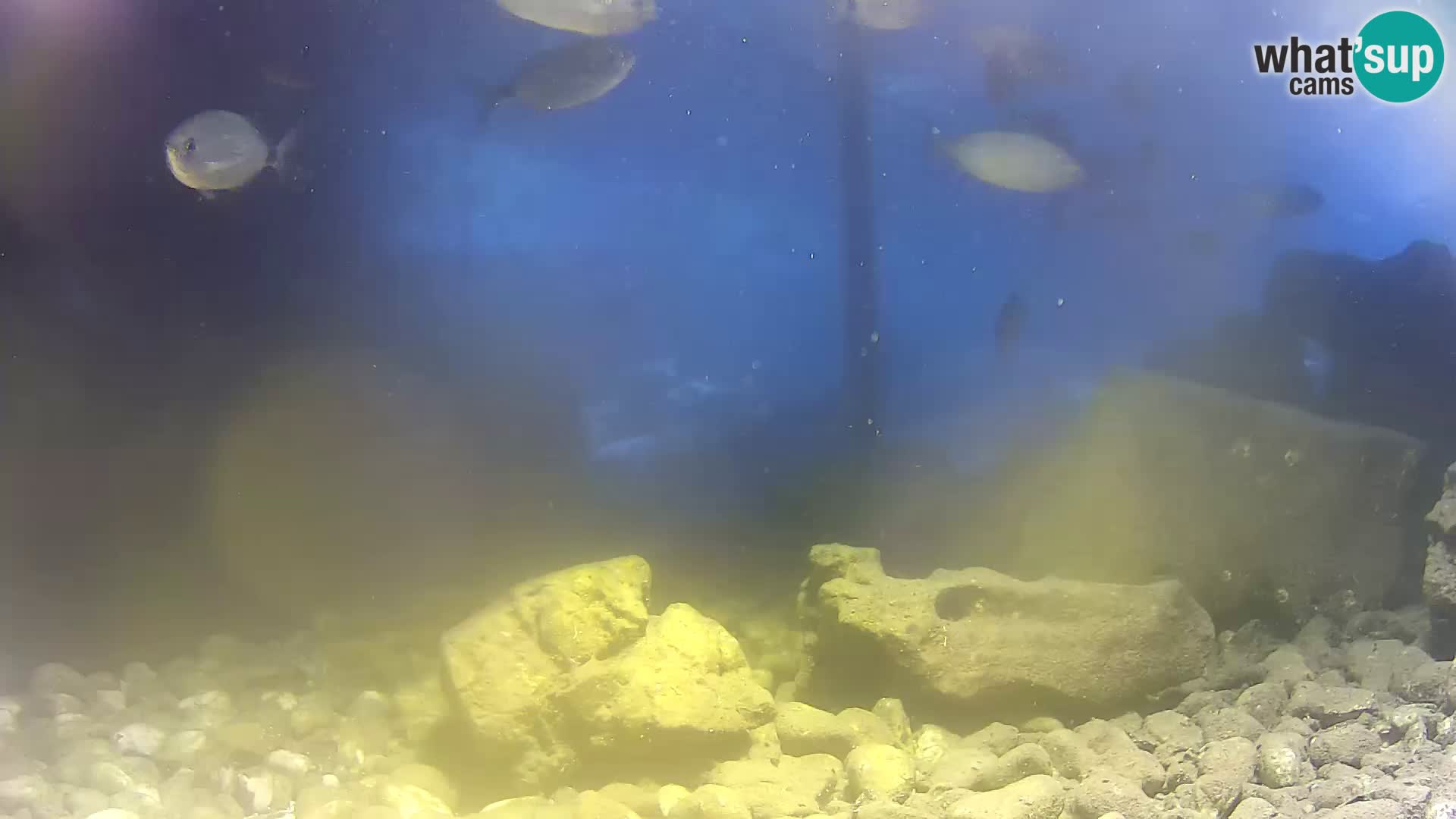 Aquario marino esterno –  Rogoznica livecam Croazia