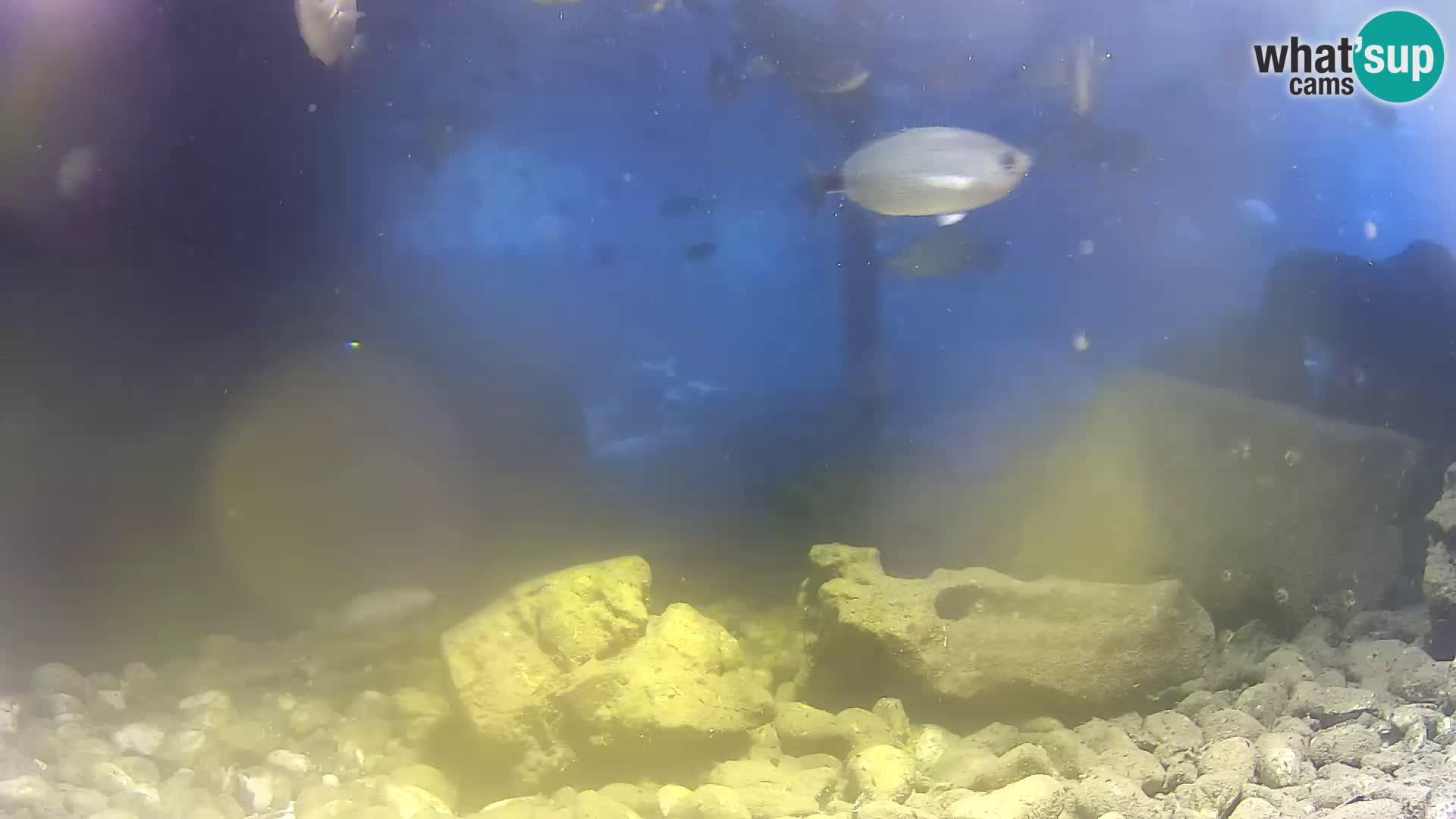 Marine Aquarium im Freien Rogoznica webcam Kroatien