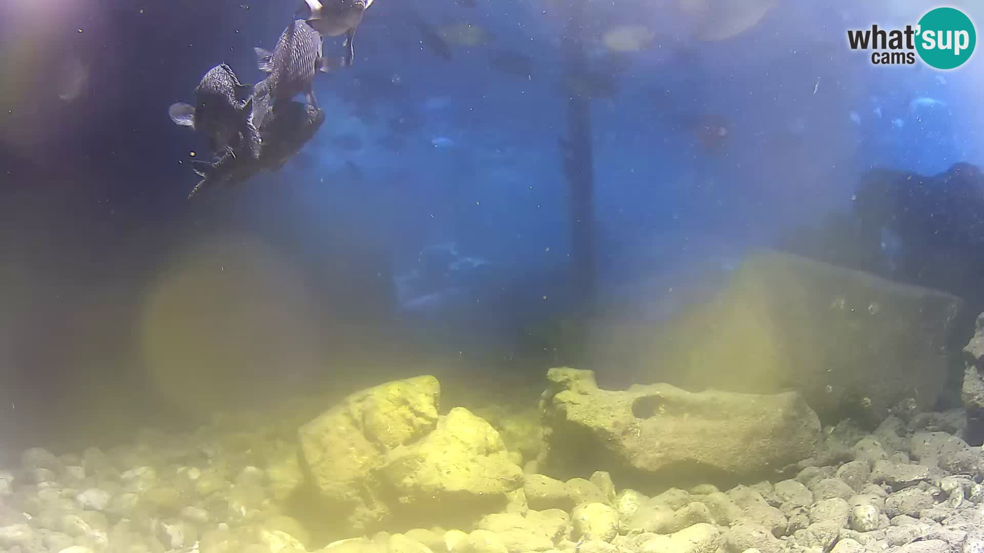 Acuario marino al aire libre Rogoznica webcam Croacia