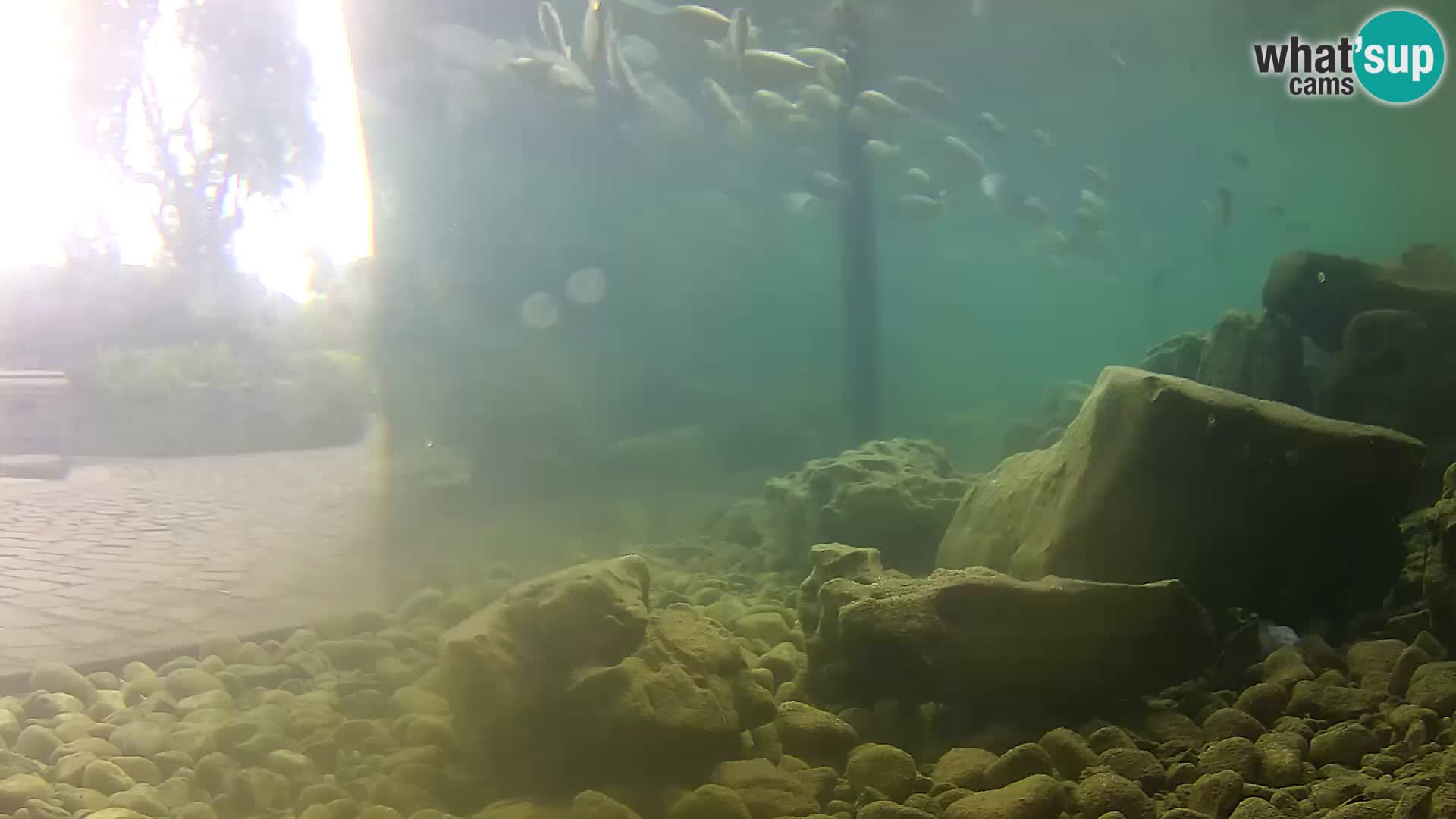 Webcam de l’aquarium marin extérieur de Rogoznica Croatie