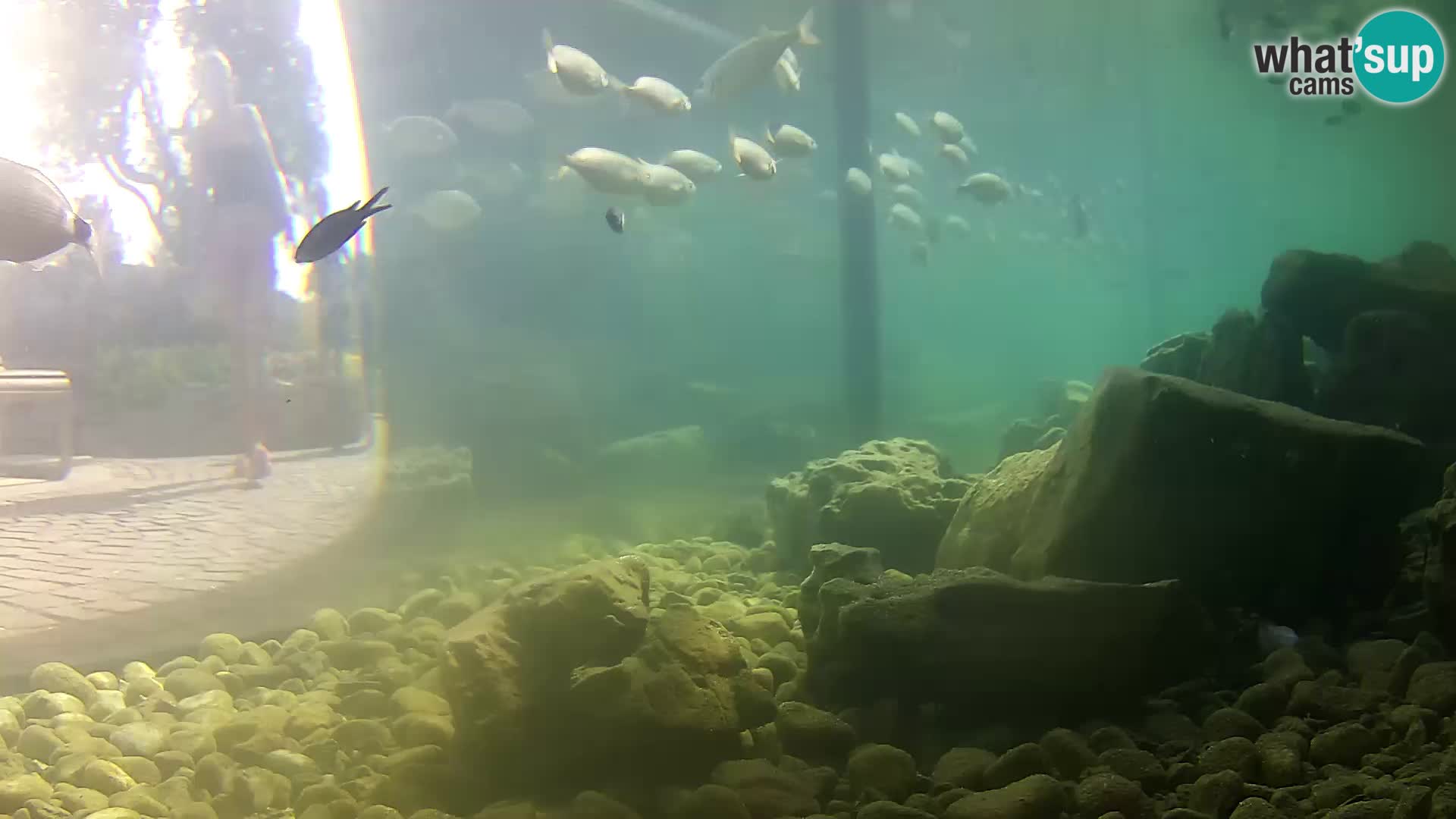 Acuario marino al aire libre Rogoznica webcam Croacia