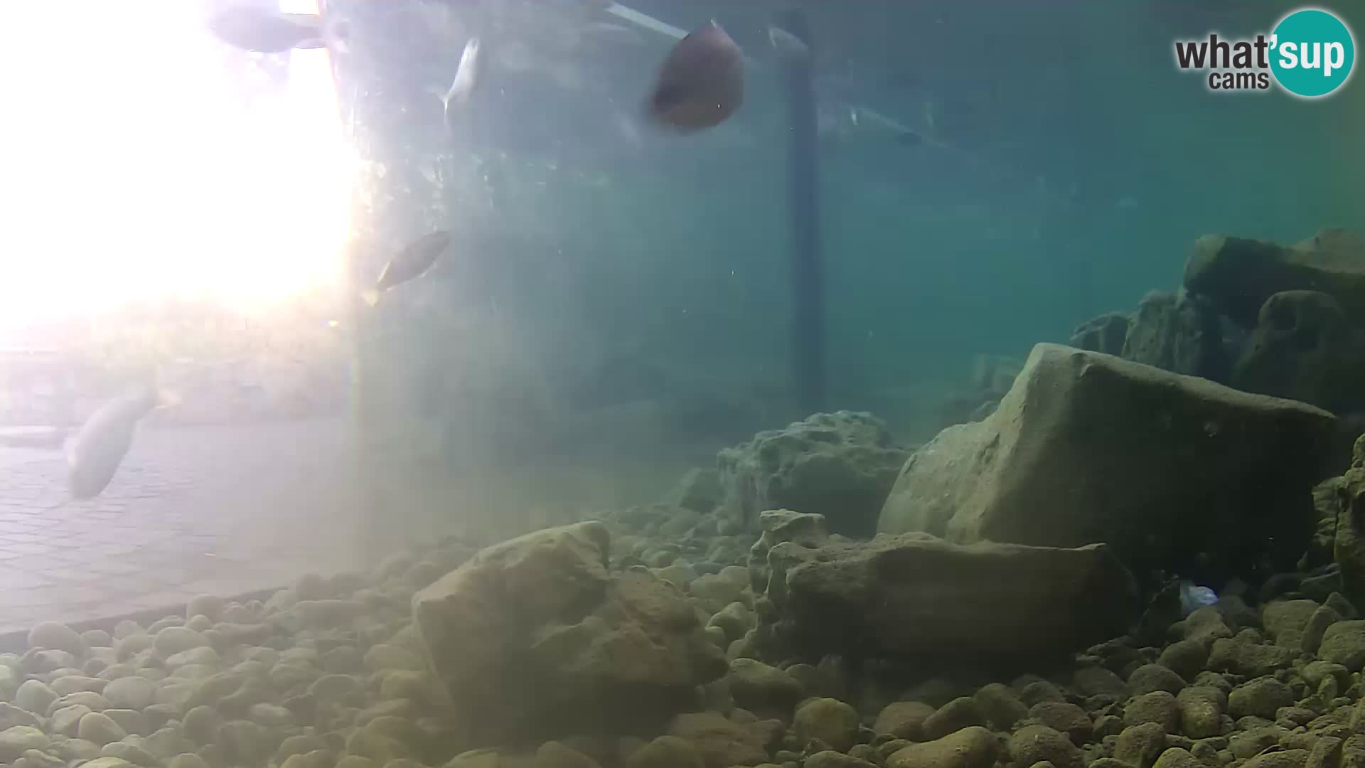 Acuario marino al aire libre Rogoznica webcam Croacia