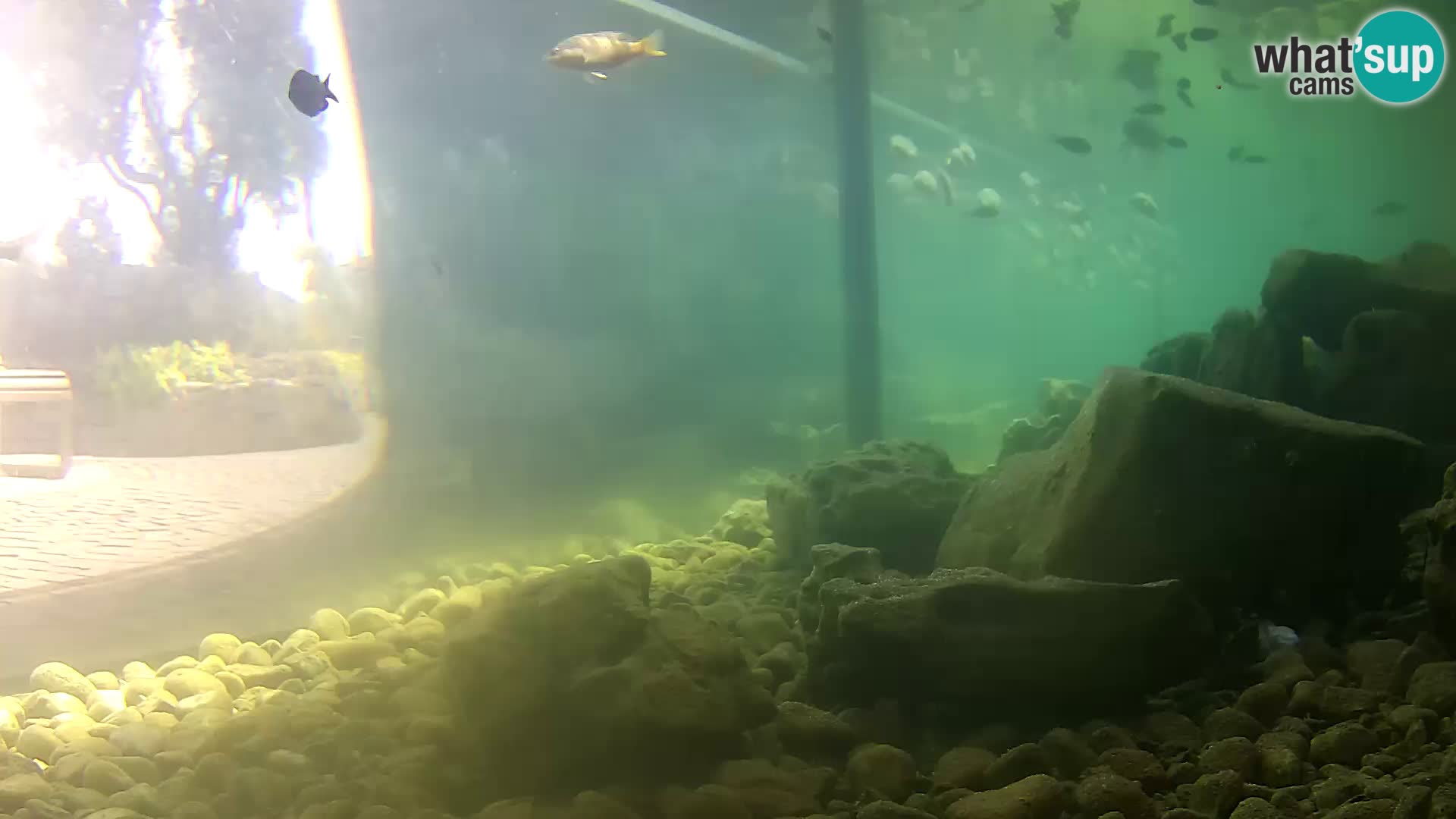 Outdoor Marine Aquarium Rogoznica webcam Croatia