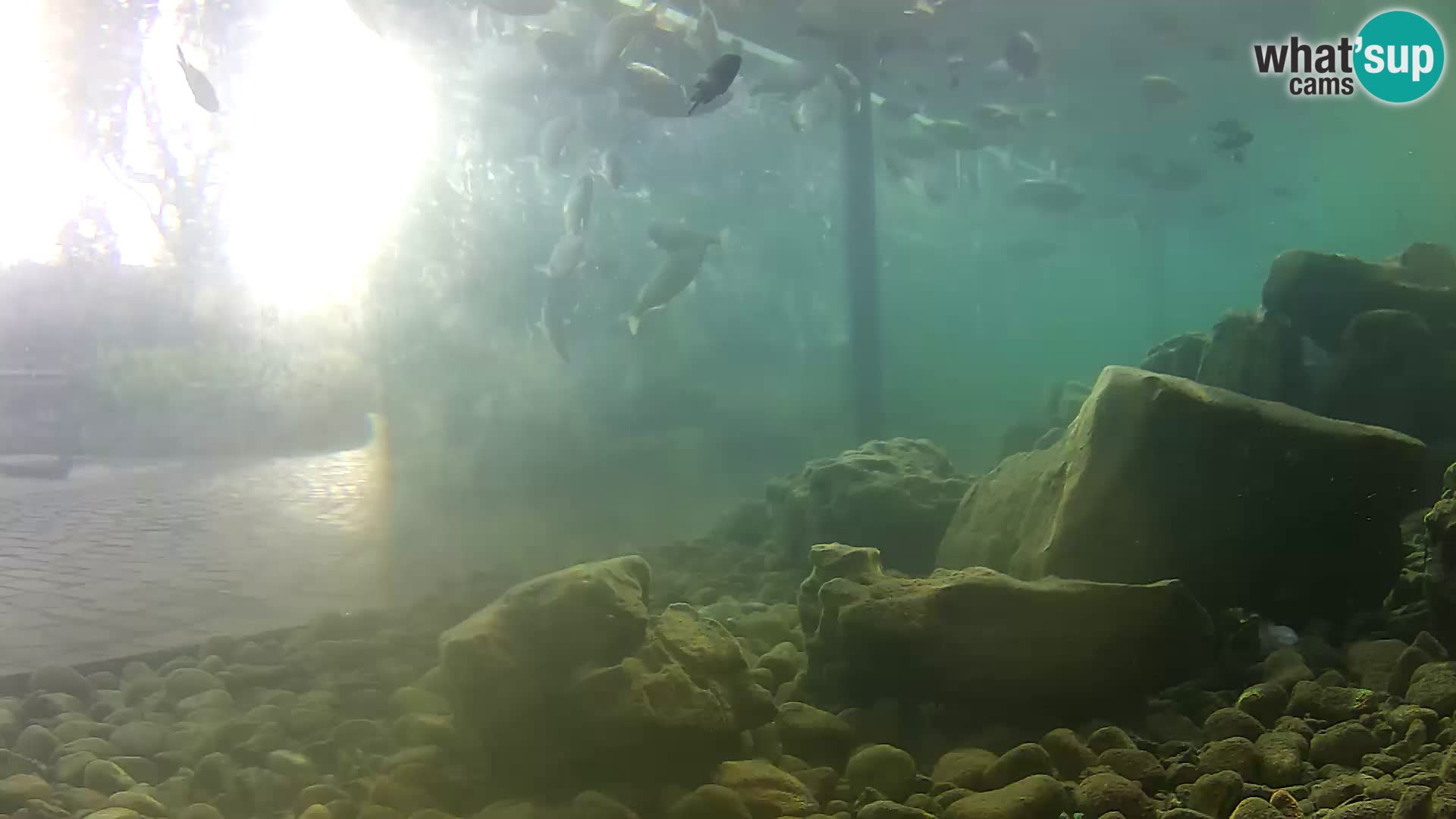 Outdoor Marine Aquarium Rogoznica webcam Croatia