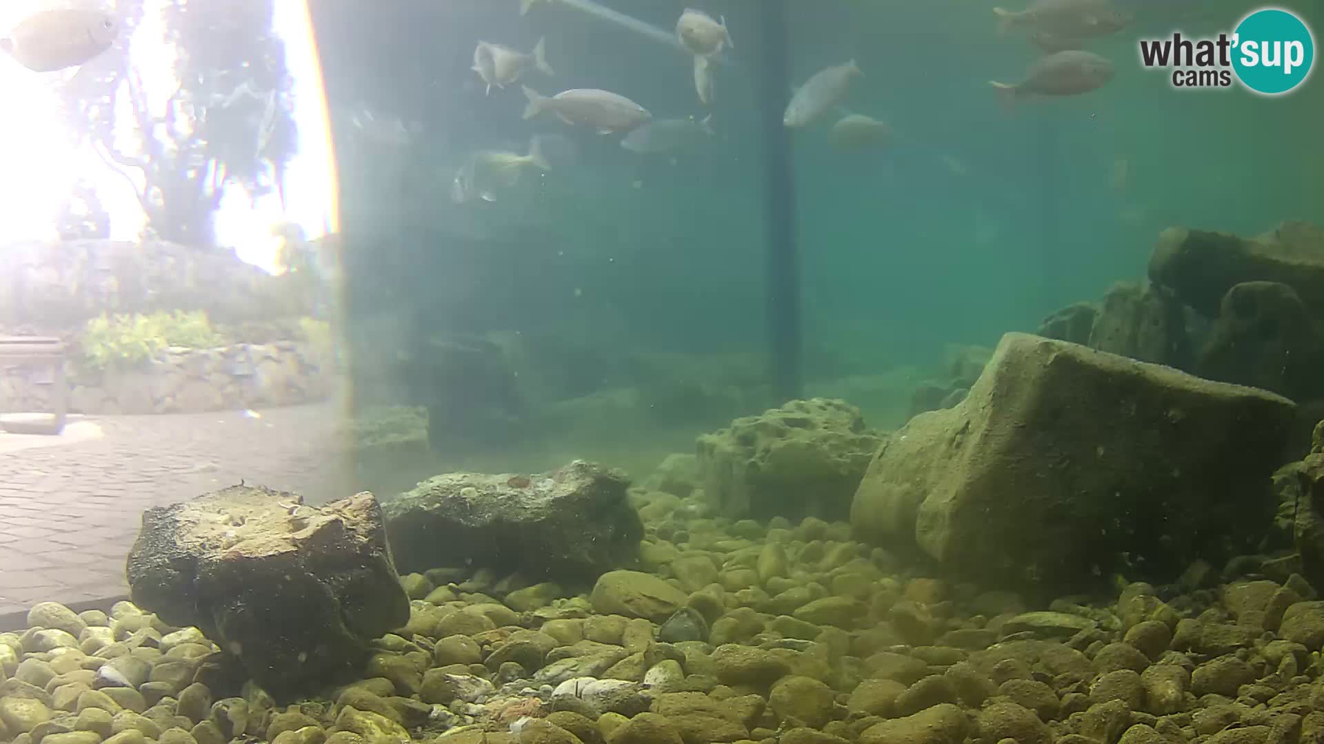 Outdoor Marine Aquarium Rogoznica webcam Croatia
