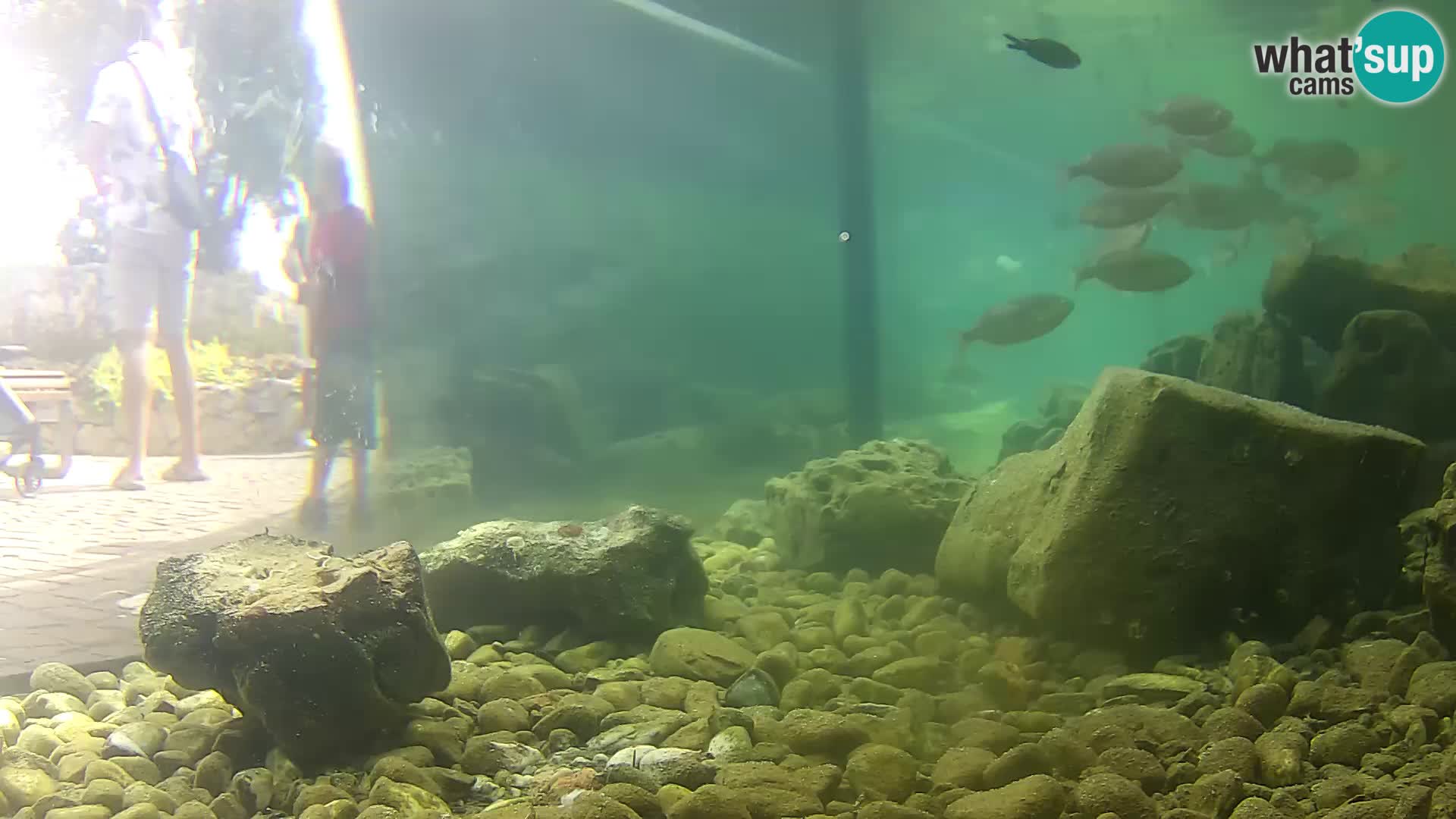 Outdoor Marine Aquarium Rogoznica webcam Croatia