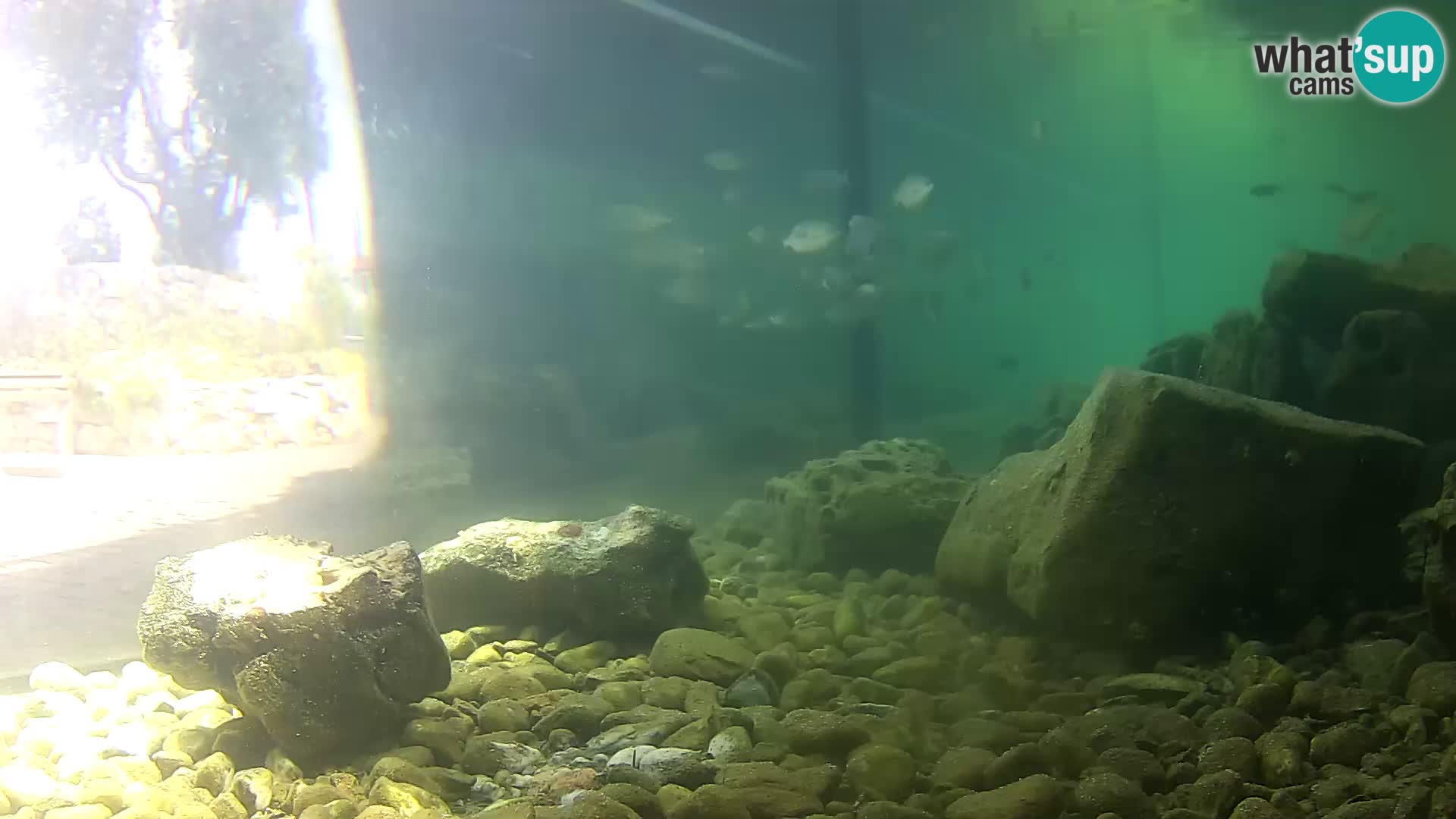 Acuario marino al aire libre Rogoznica webcam Croacia