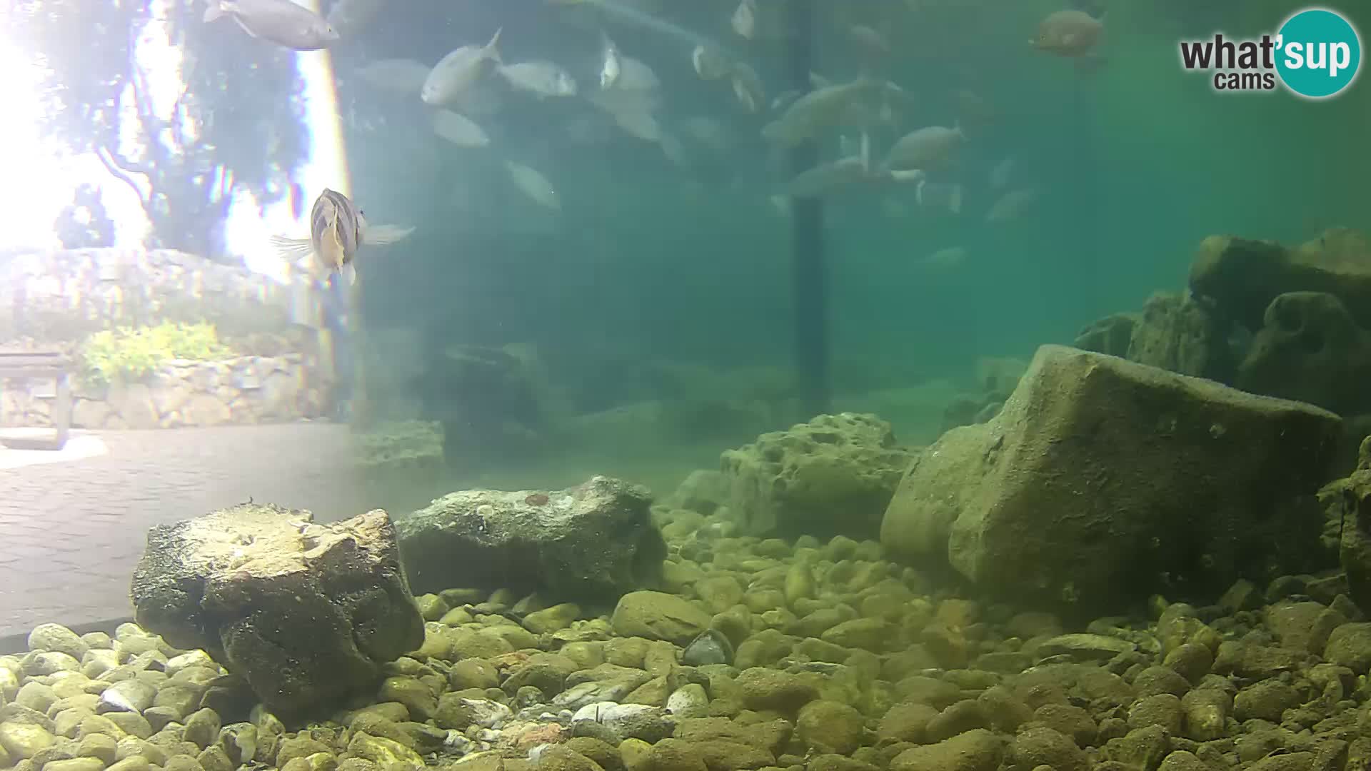 Aquario marino esterno –  Rogoznica livecam Croazia