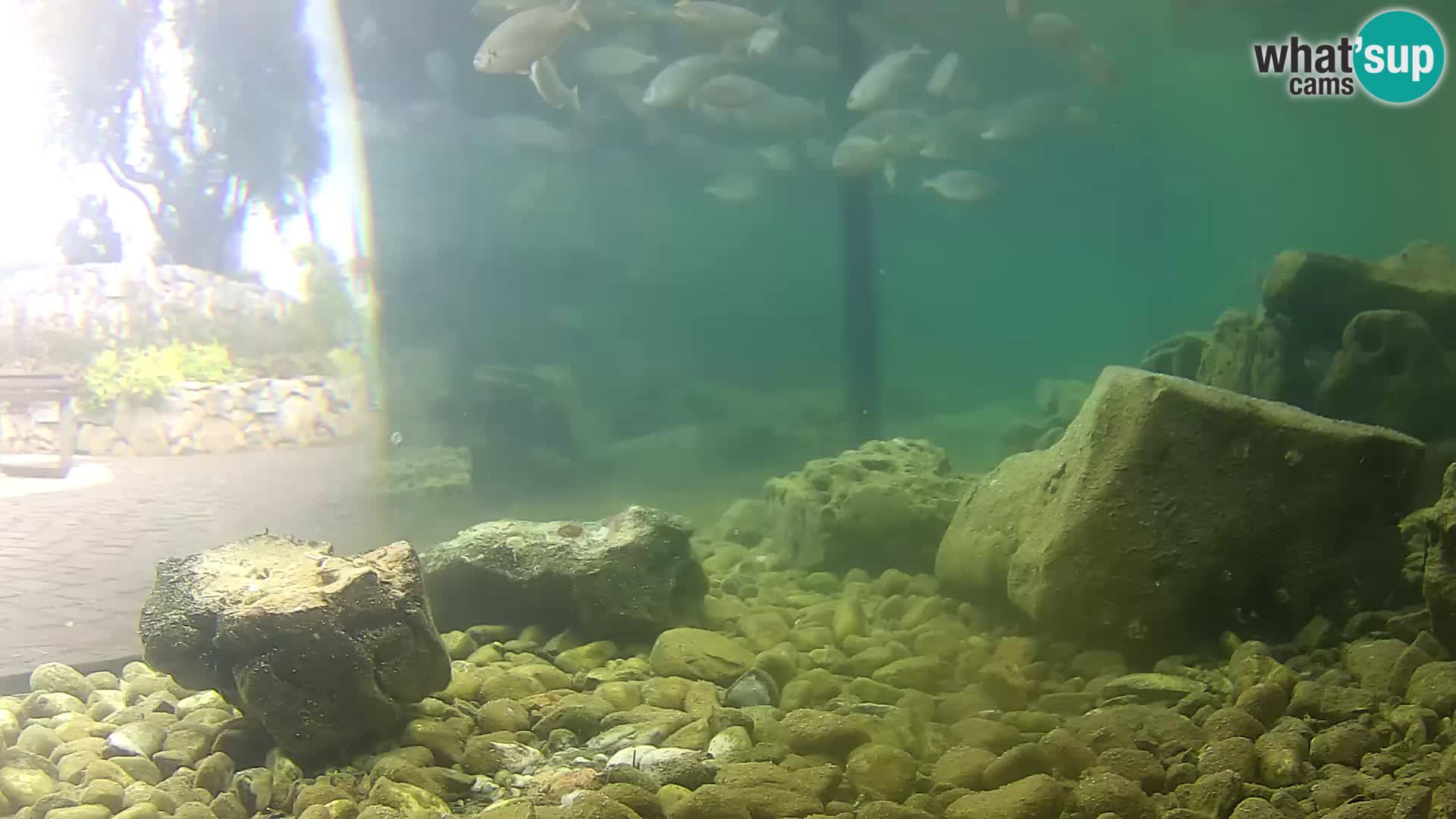Aquario marino esterno –  Rogoznica livecam Croazia