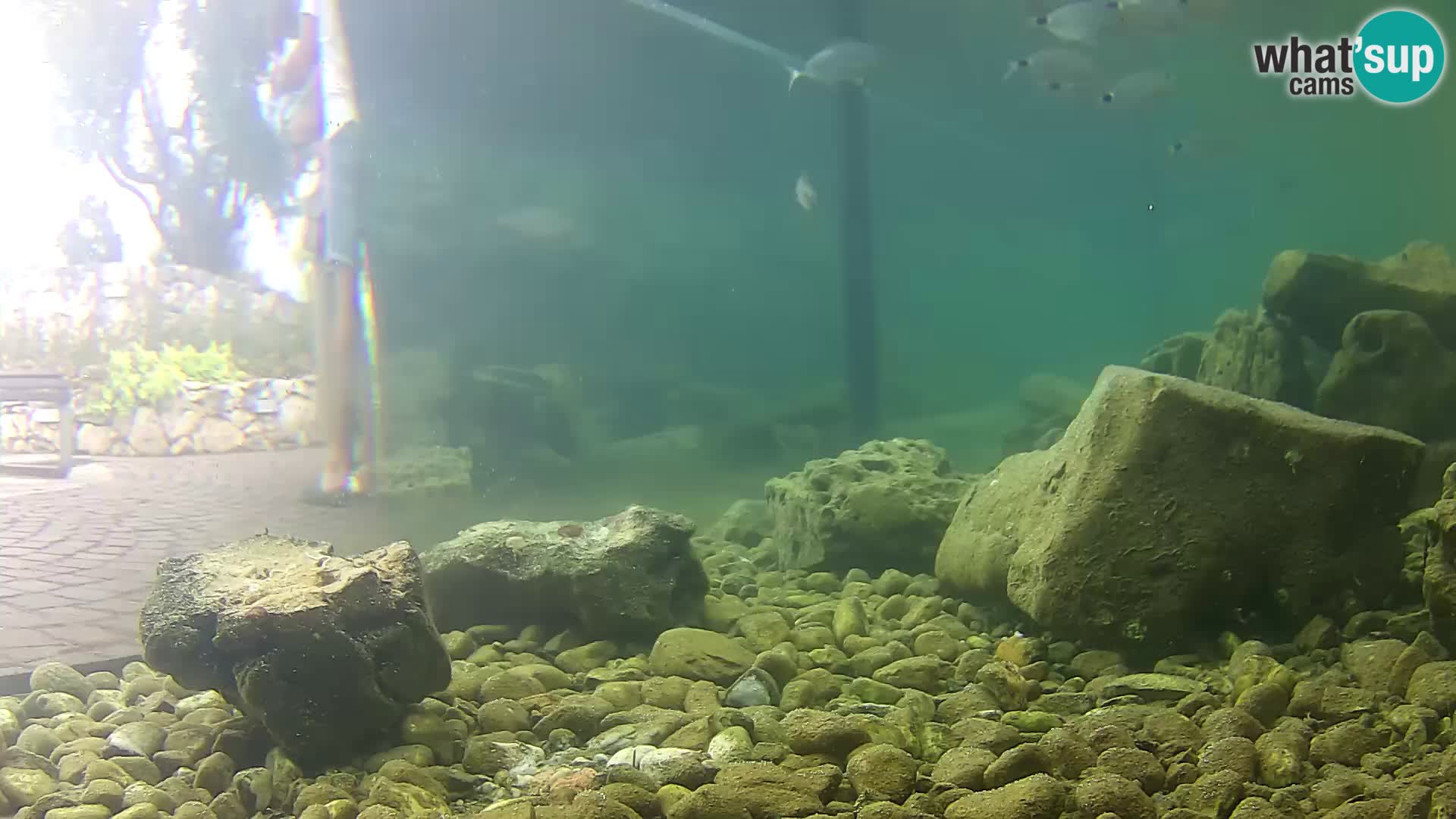 Marine Aquarium im Freien Rogoznica webcam Kroatien