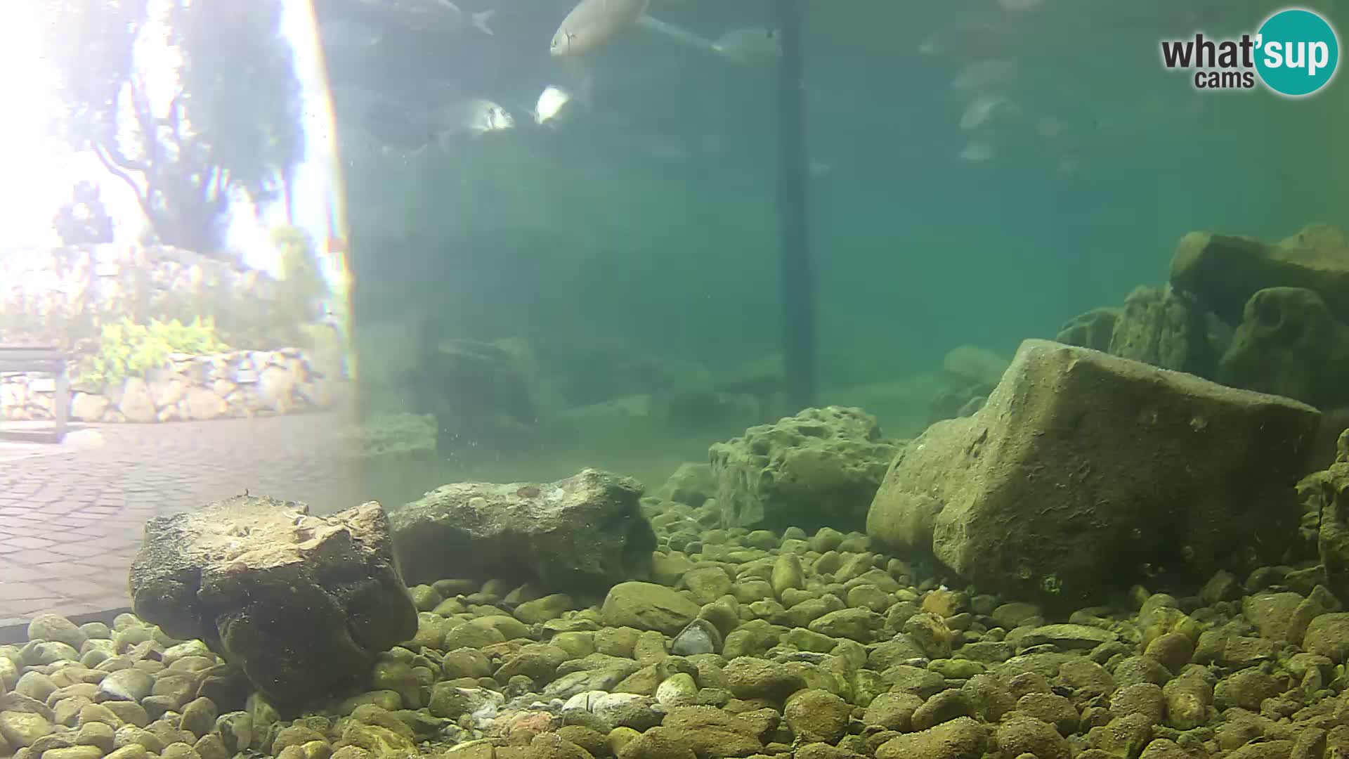 Aquario marino esterno –  Rogoznica livecam Croazia