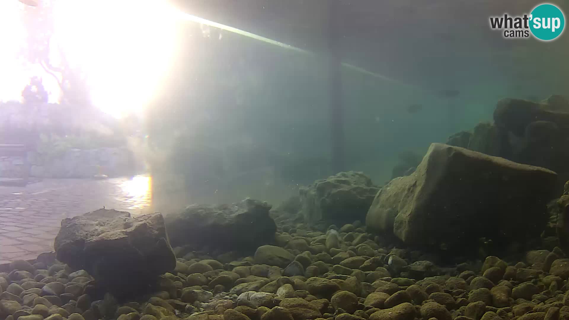 Outdoor Marine Aquarium Rogoznica webcam Croatia