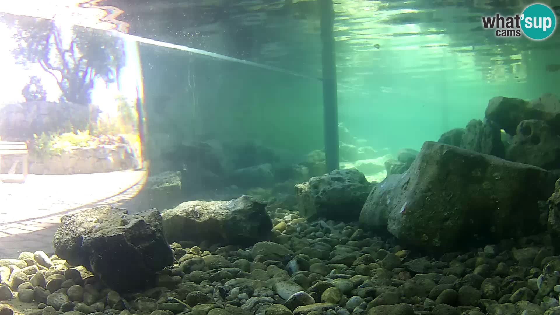 Zunanji morski akvarij Rogoznica spletna kamera Hrvaška