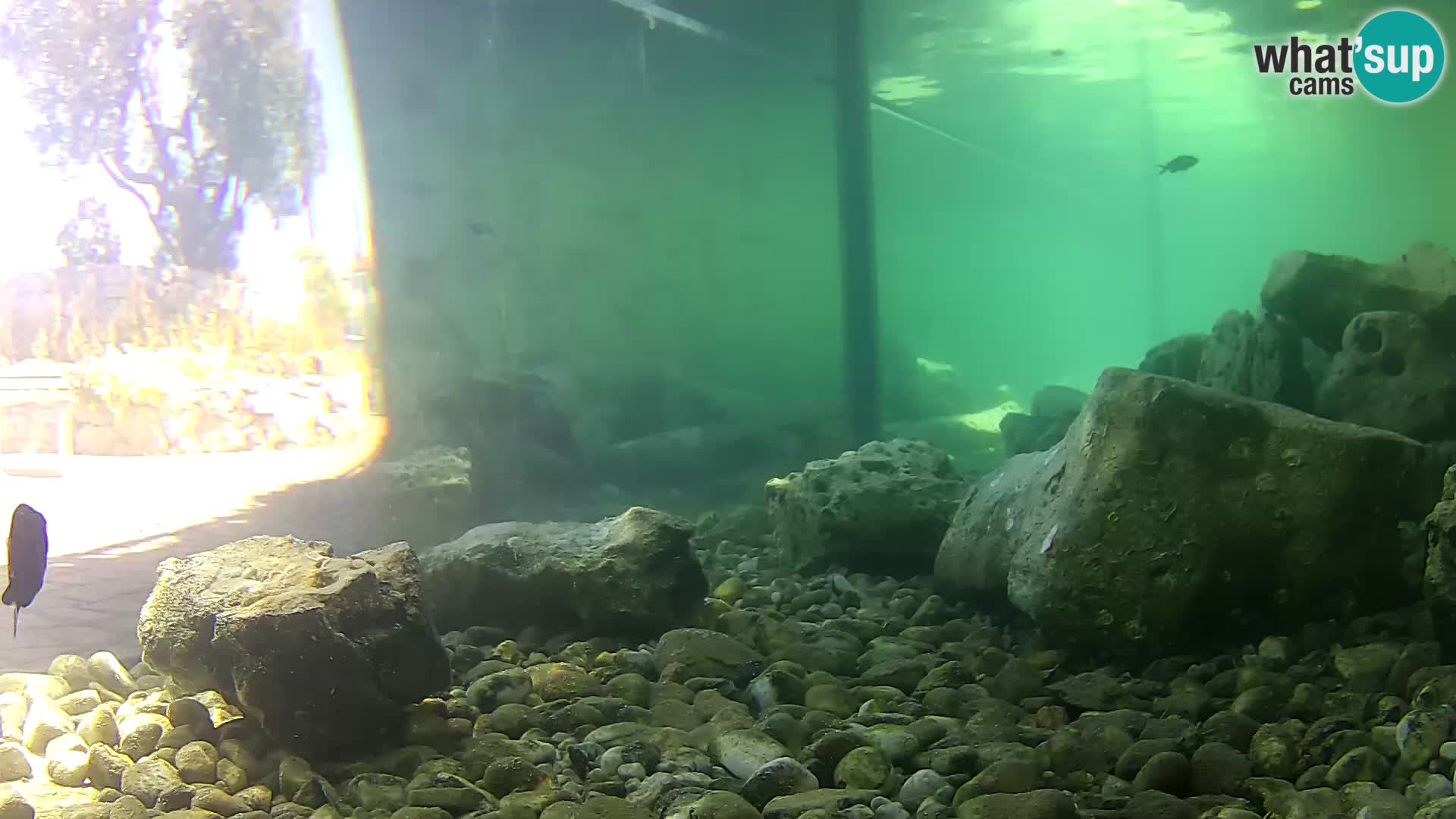 Aquario marino esterno –  Rogoznica livecam Croazia