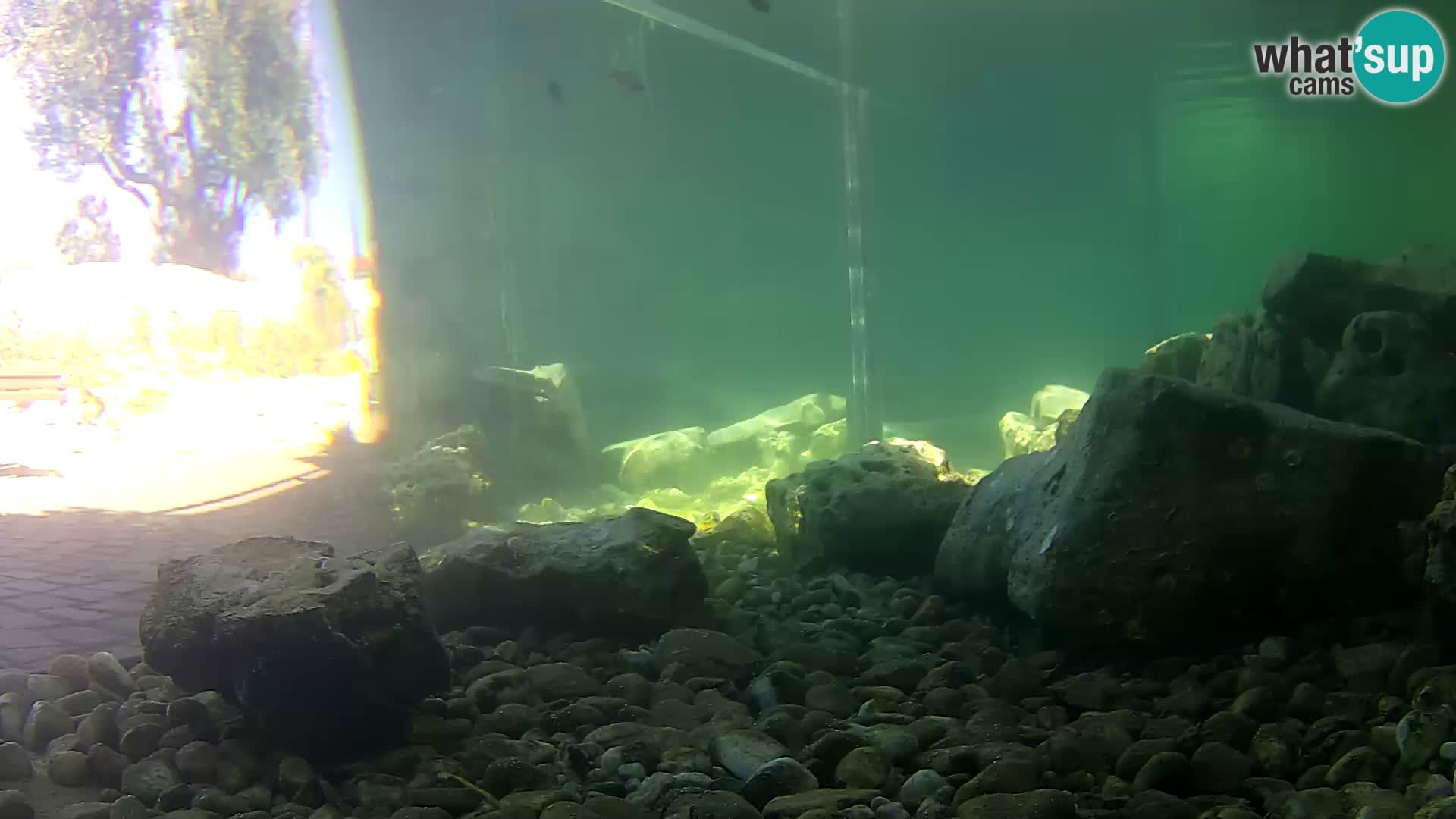 Aquario marino esterno –  Rogoznica livecam Croazia