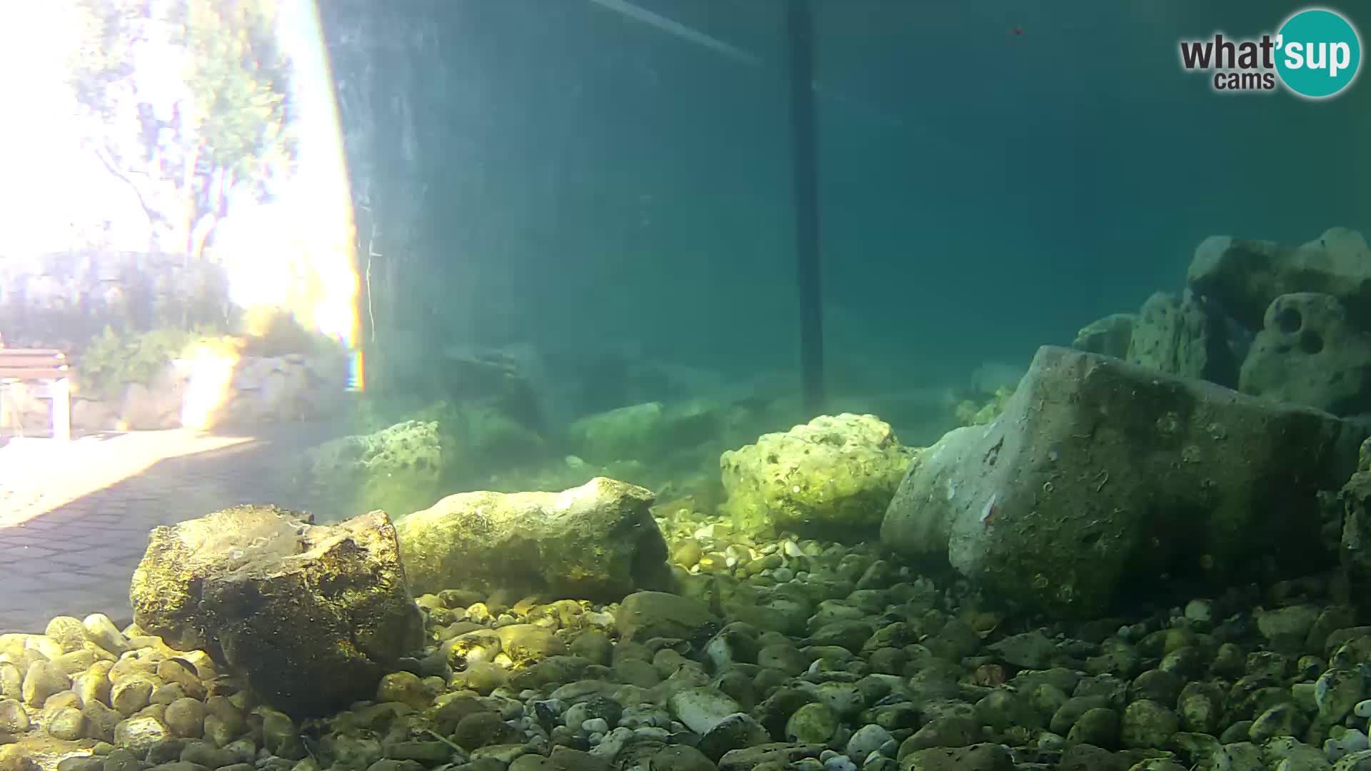 Aquario marino esterno –  Rogoznica livecam Croazia