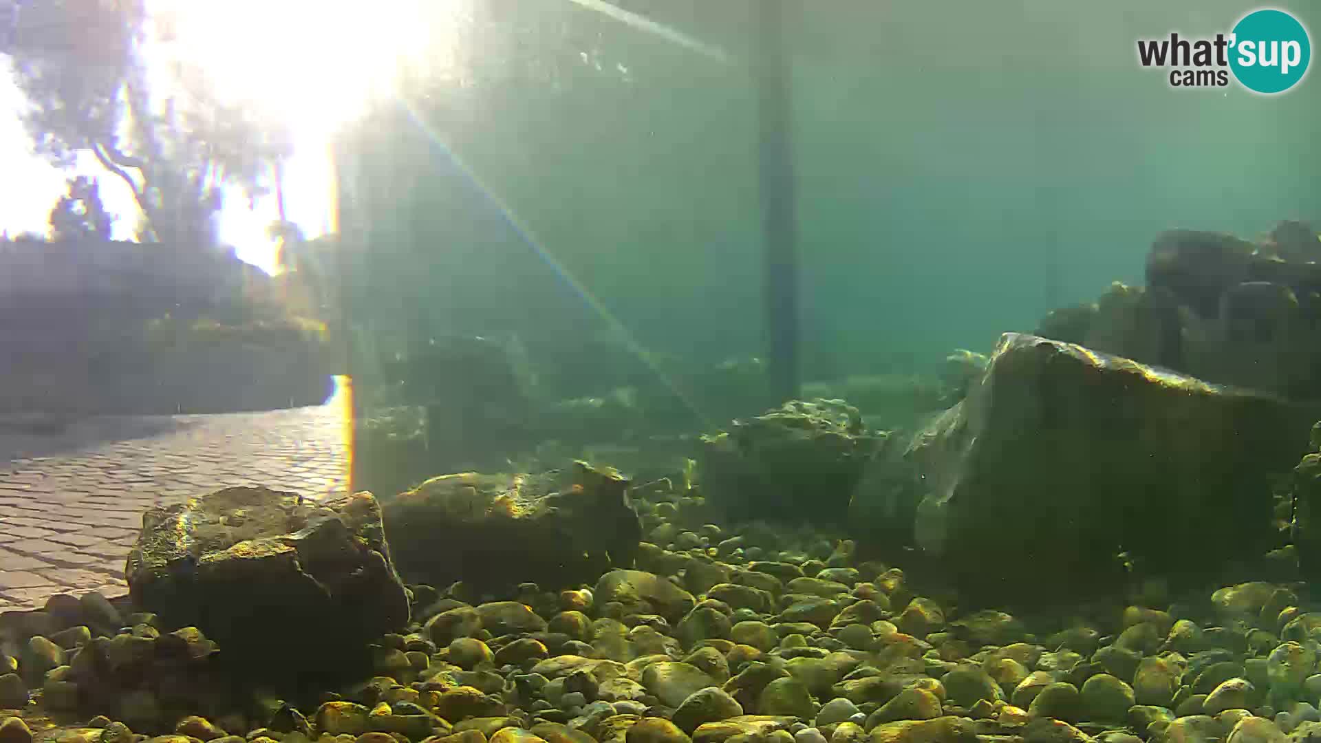 Aquario marino esterno –  Rogoznica livecam Croazia