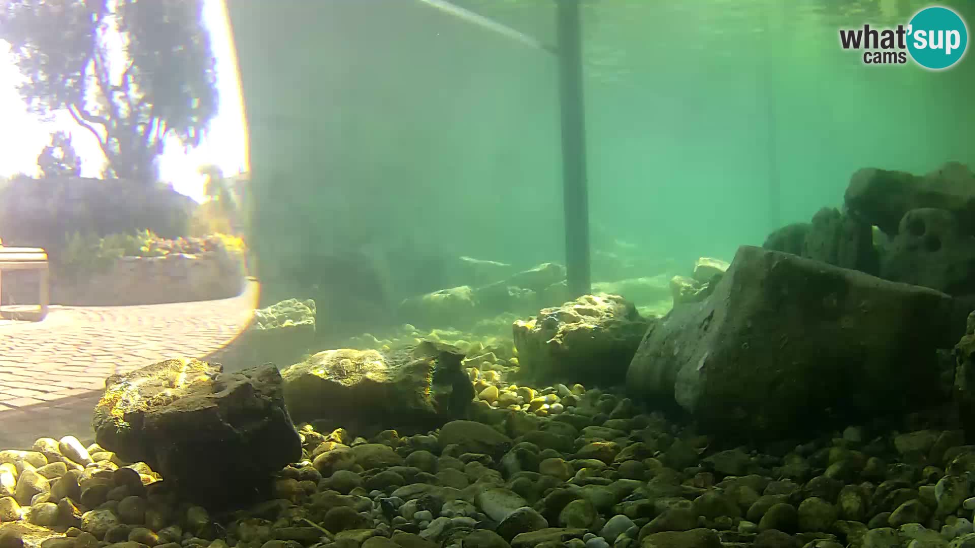 Webcam de l’aquarium marin extérieur de Rogoznica Croatie