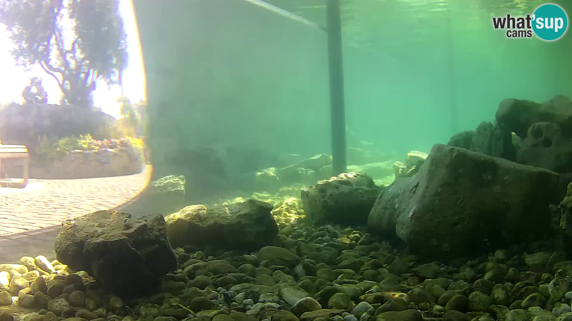 Acuario marino al aire libre Rogoznica webcam Croacia