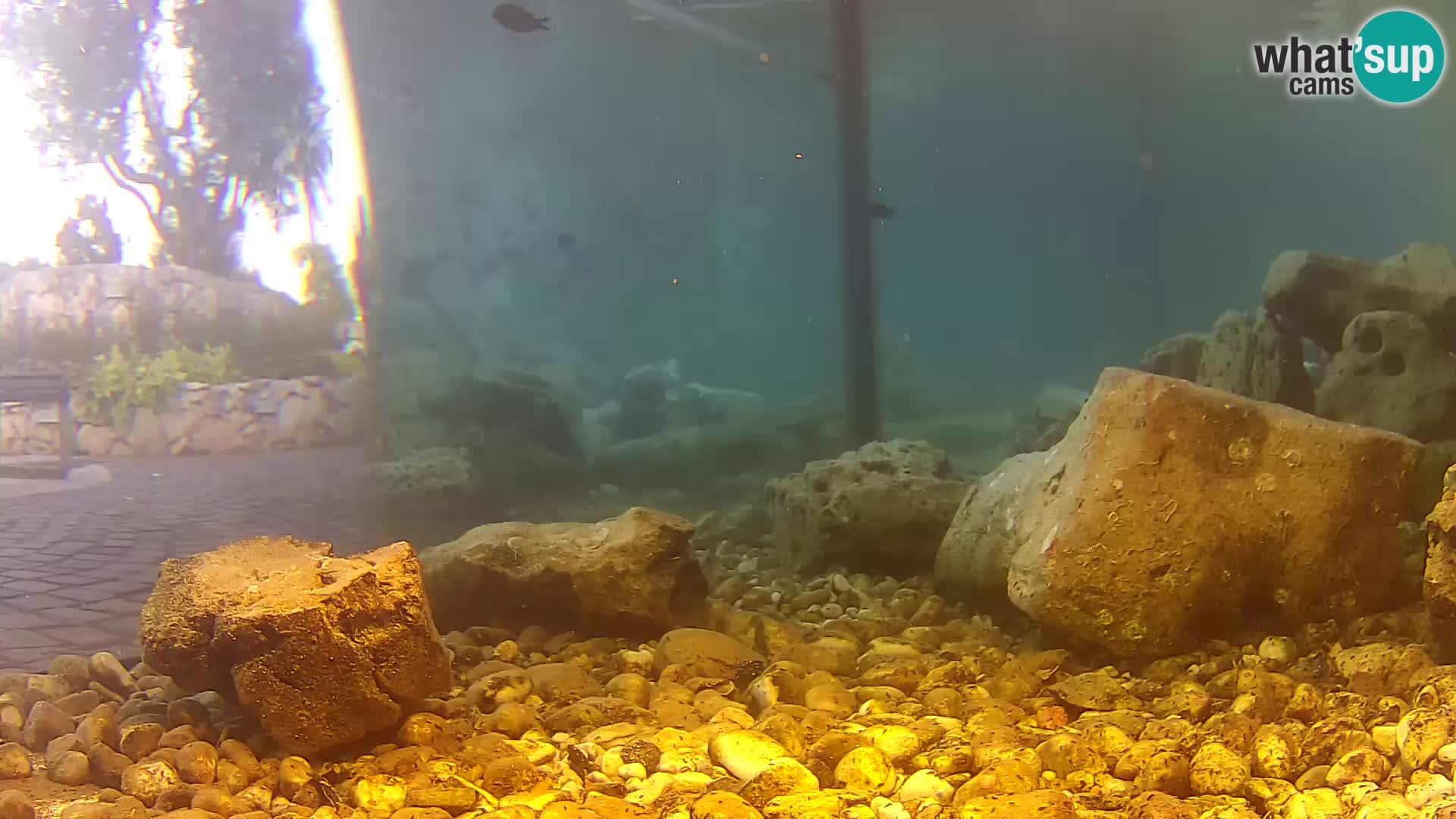 Webcam de l’aquarium marin extérieur de Rogoznica Croatie