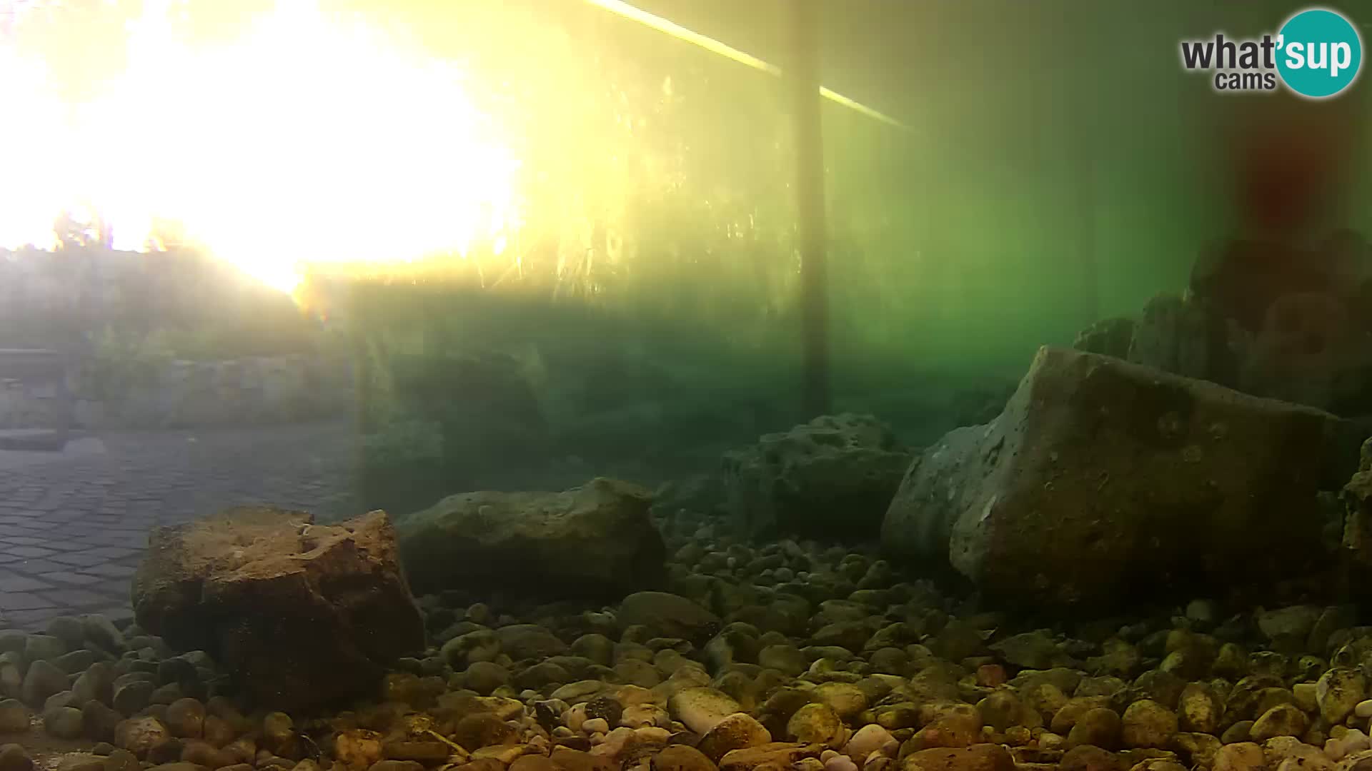Aquario marino esterno –  Rogoznica livecam Croazia