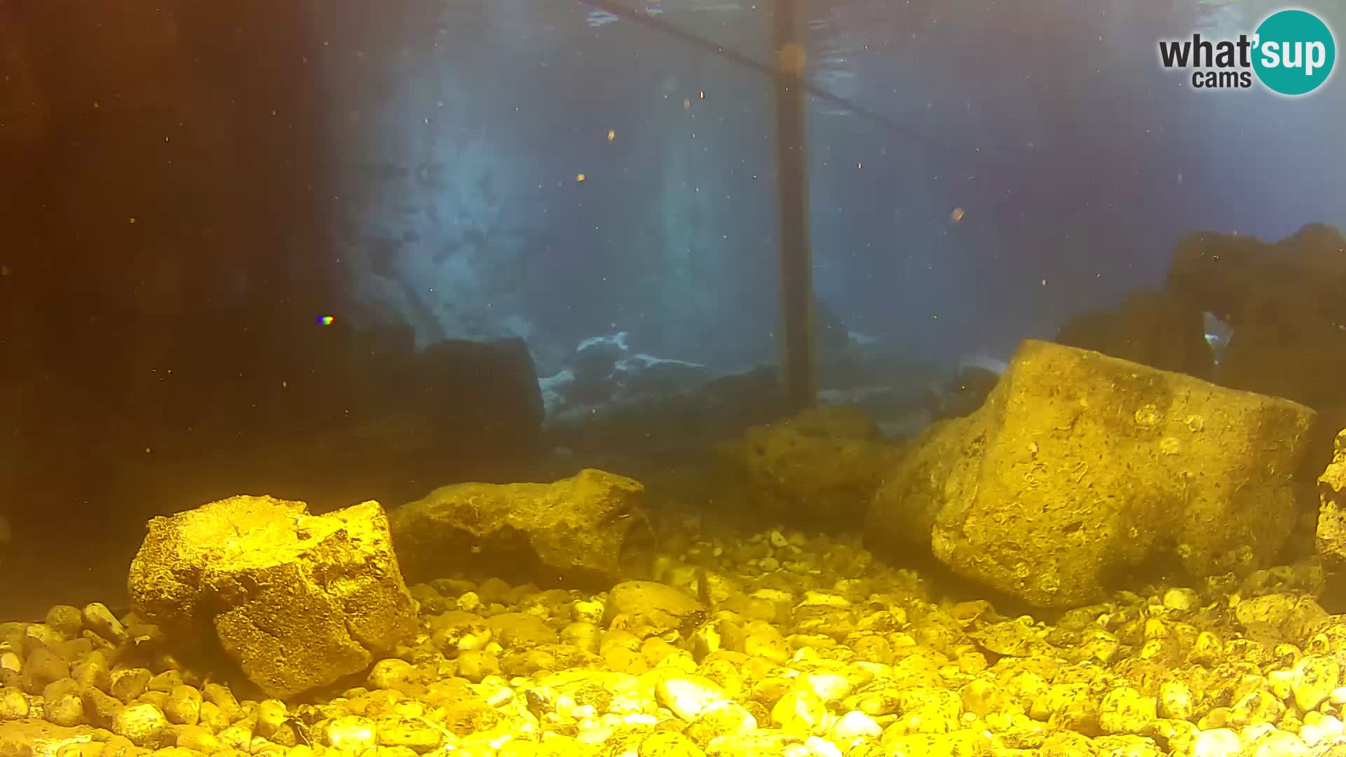 Marine Aquarium im Freien Rogoznica webcam Kroatien