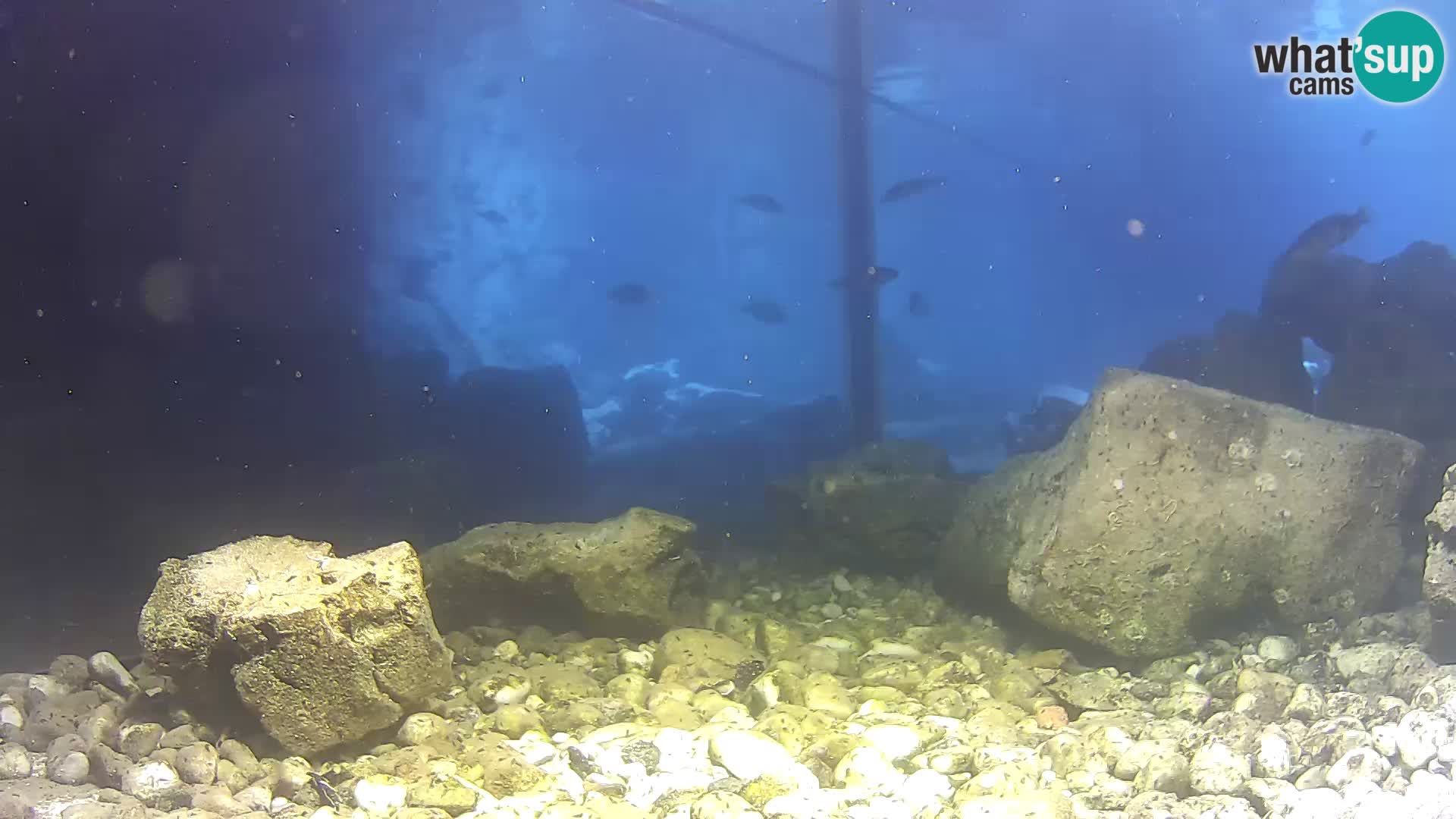 Marine Aquarium im Freien Rogoznica webcam Kroatien