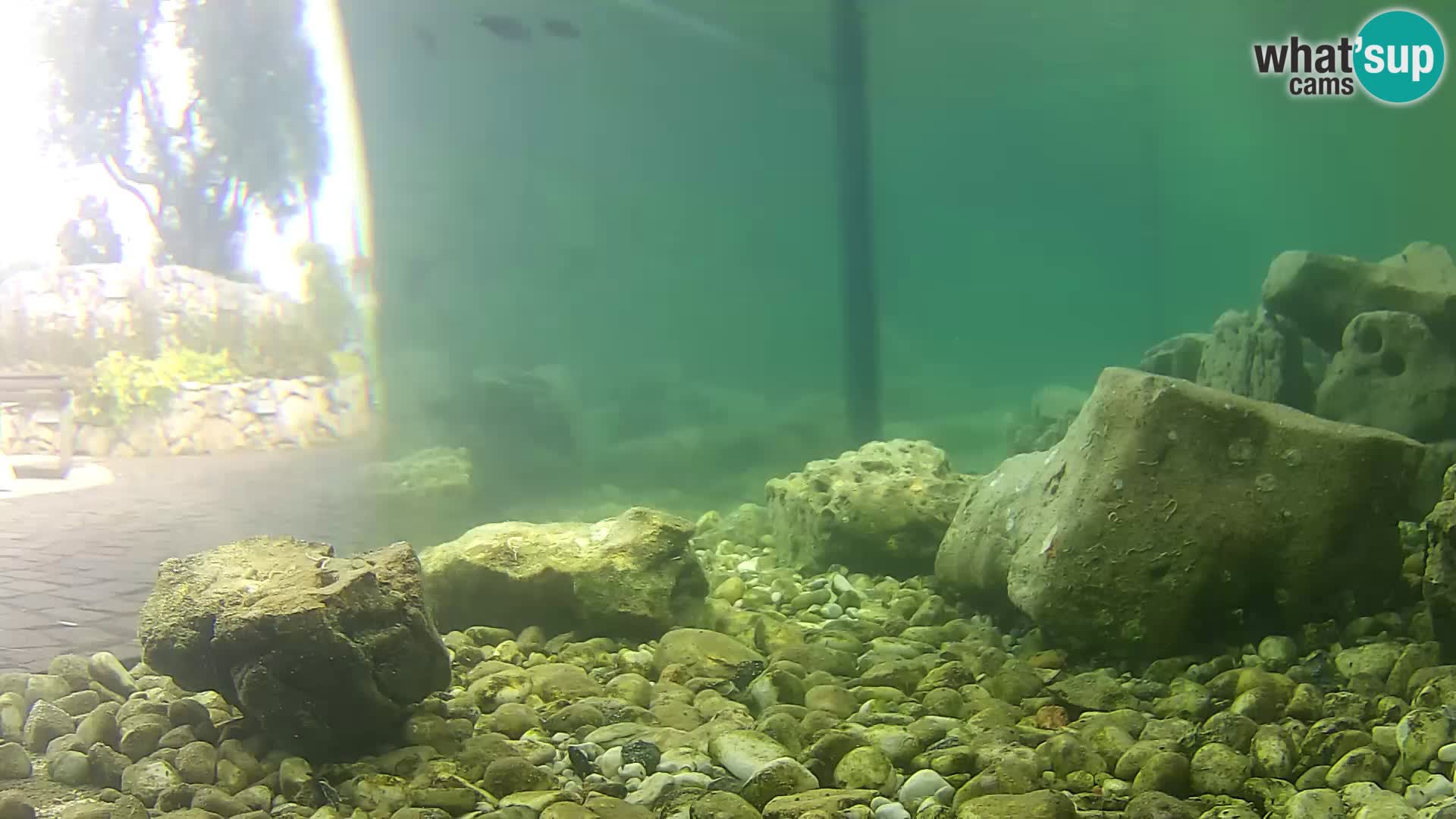 Aquario marino esterno –  Rogoznica livecam Croazia