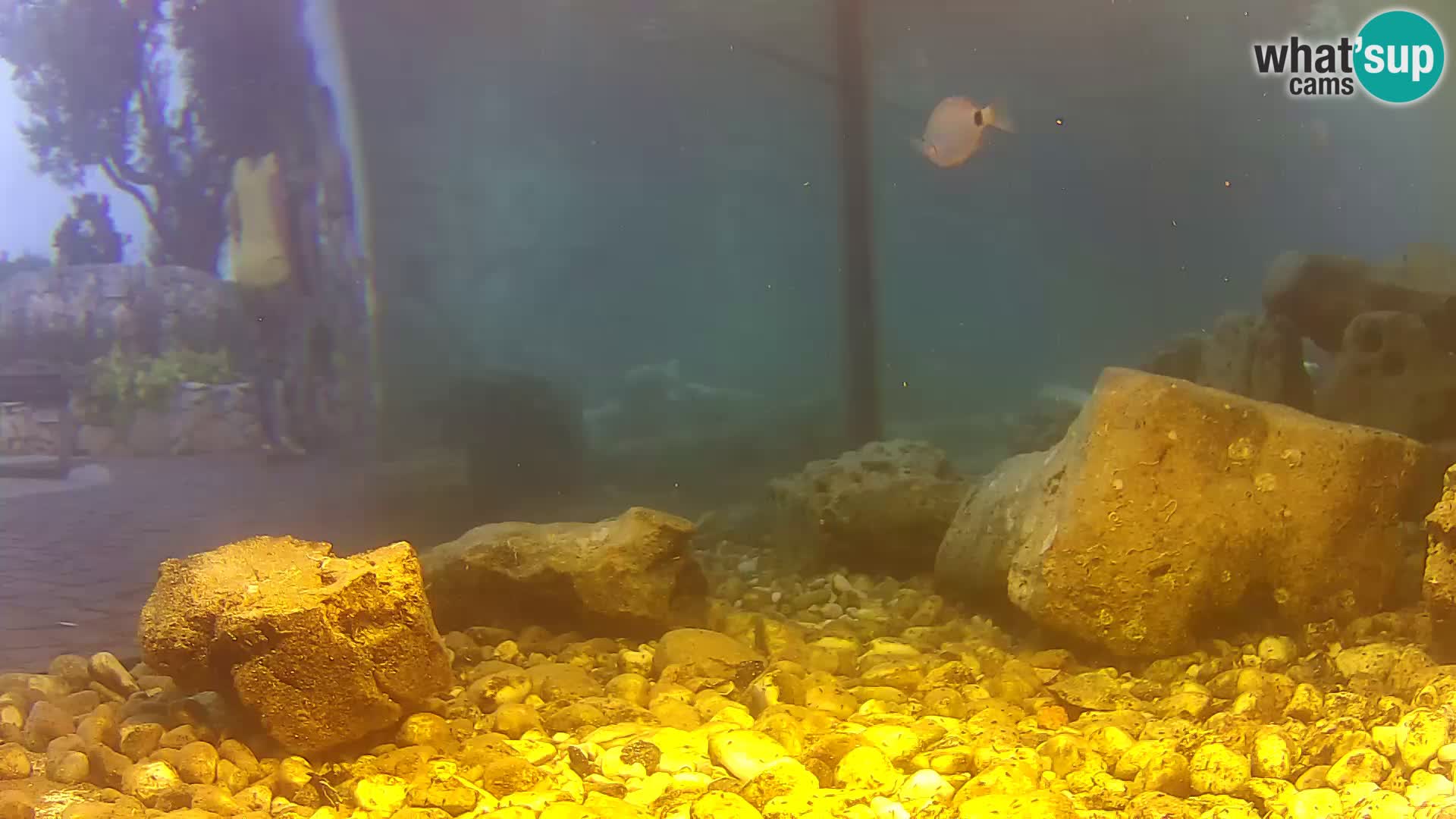 Outdoor Marine Aquarium Rogoznica webcam Croatia