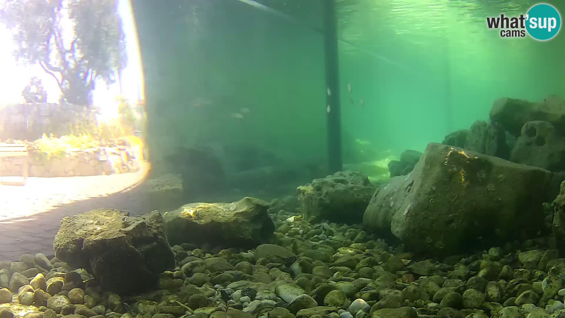 Outdoor Marine Aquarium Rogoznica webcam Croatia