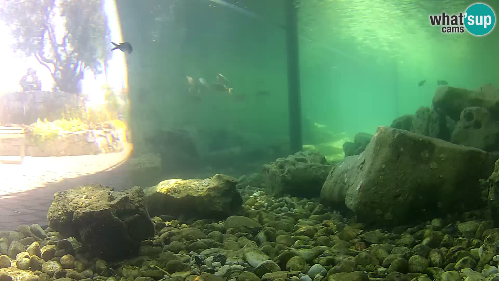 Outdoor Marine Aquarium Rogoznica webcam Croatia