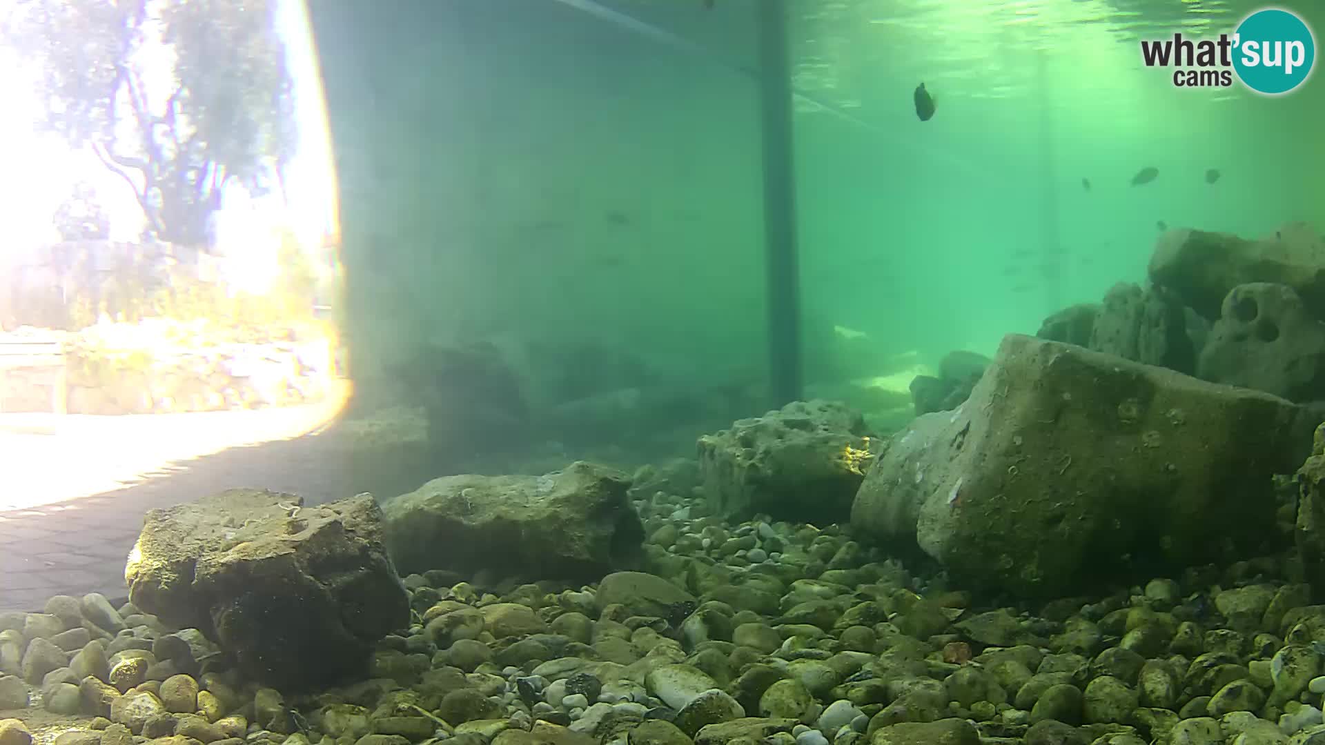 Outdoor Marine Aquarium Rogoznica webcam Croatia