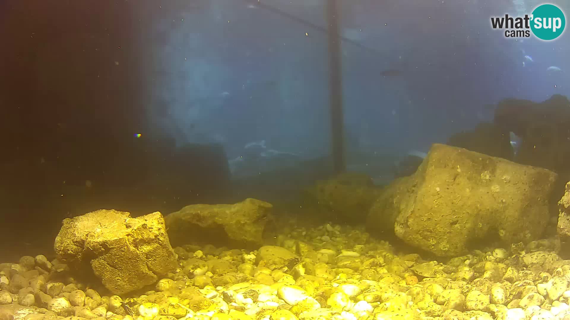 Outdoor Marine Aquarium Rogoznica webcam Croatia