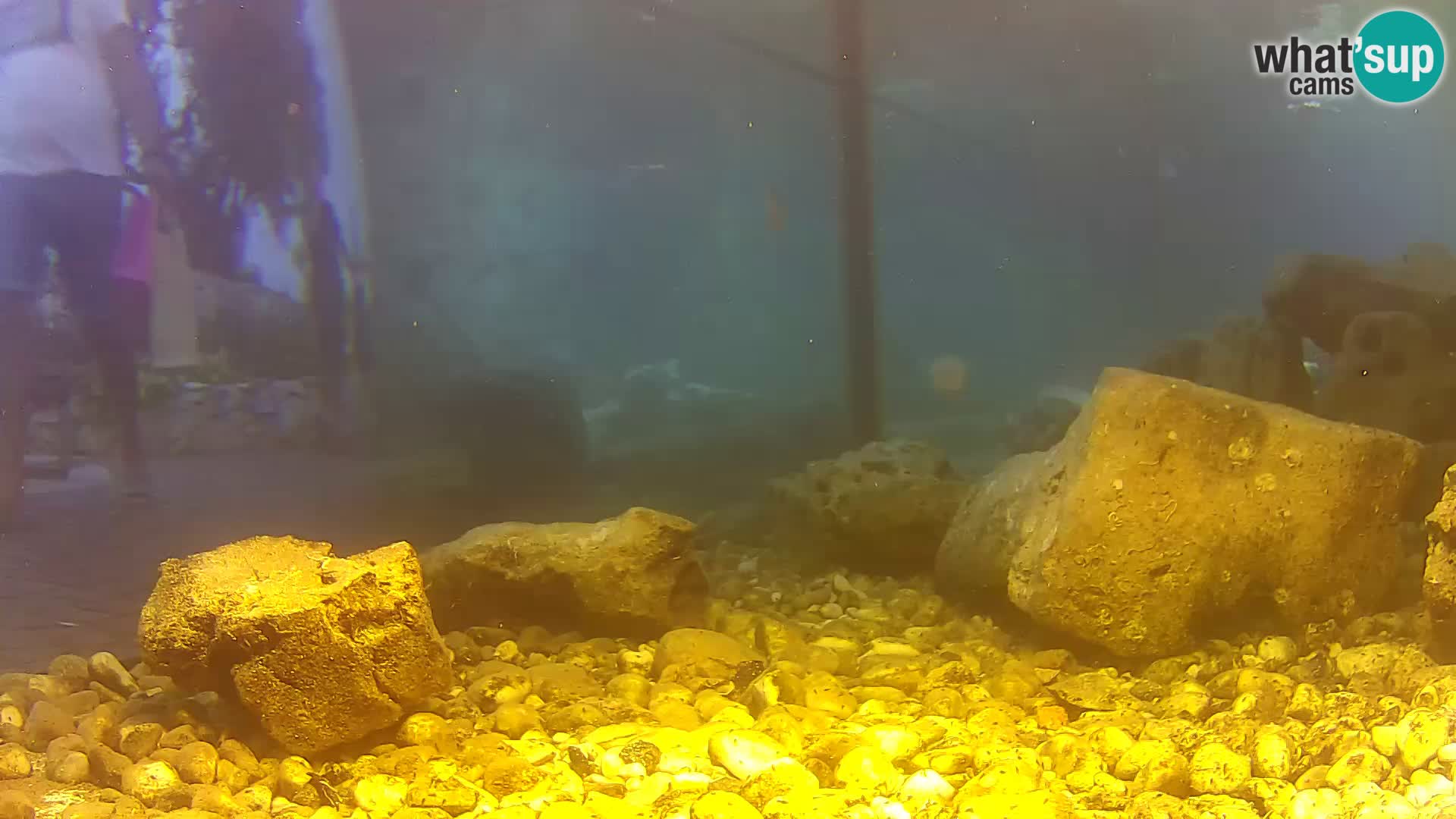 Outdoor Marine Aquarium Rogoznica webcam Croatia