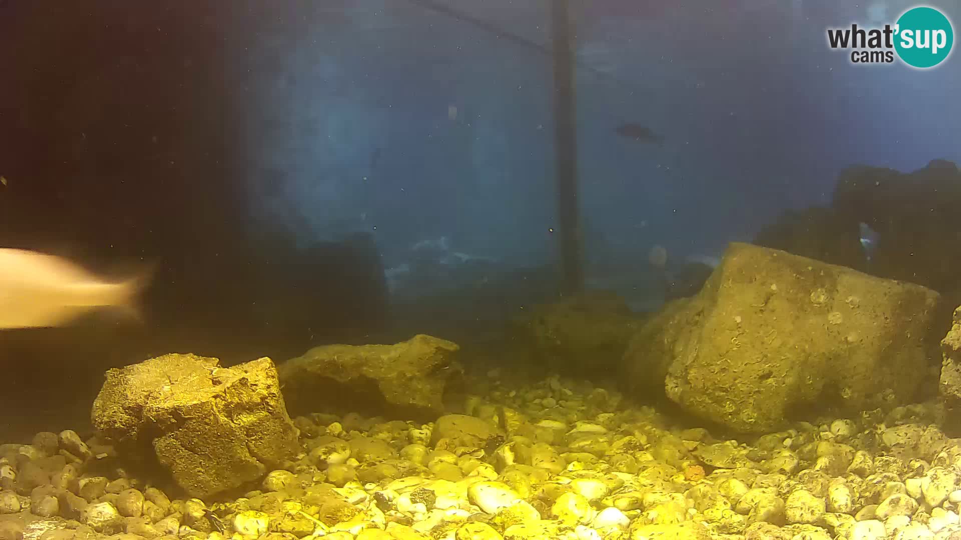 Outdoor Marine Aquarium Rogoznica webcam Croatia