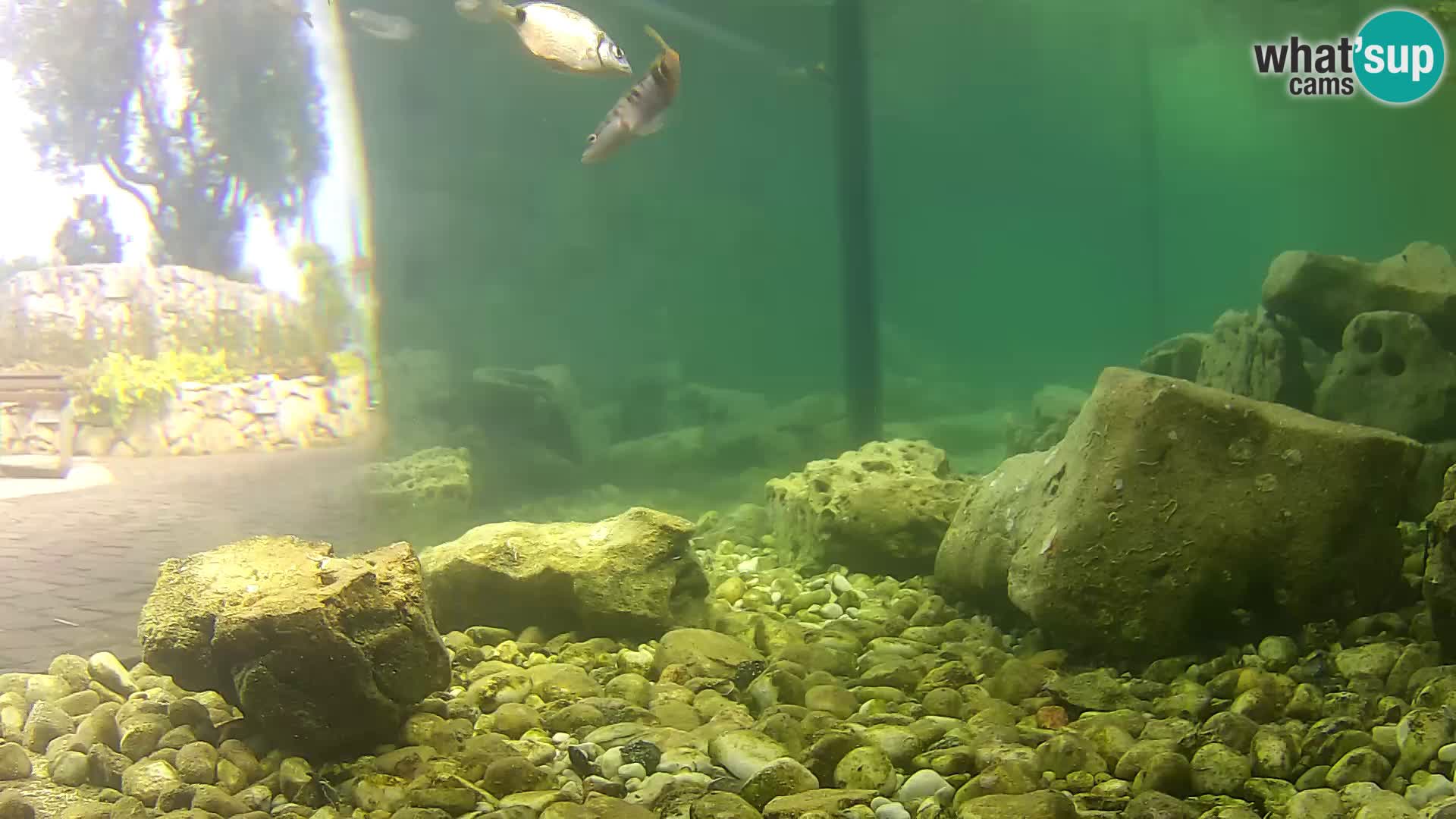 Outdoor Marine Aquarium Rogoznica webcam Croatia