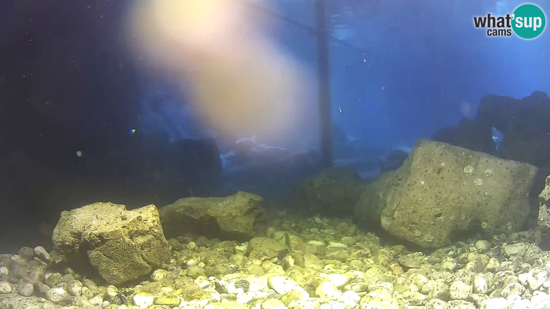 Outdoor Marine Aquarium Rogoznica webcam Croatia