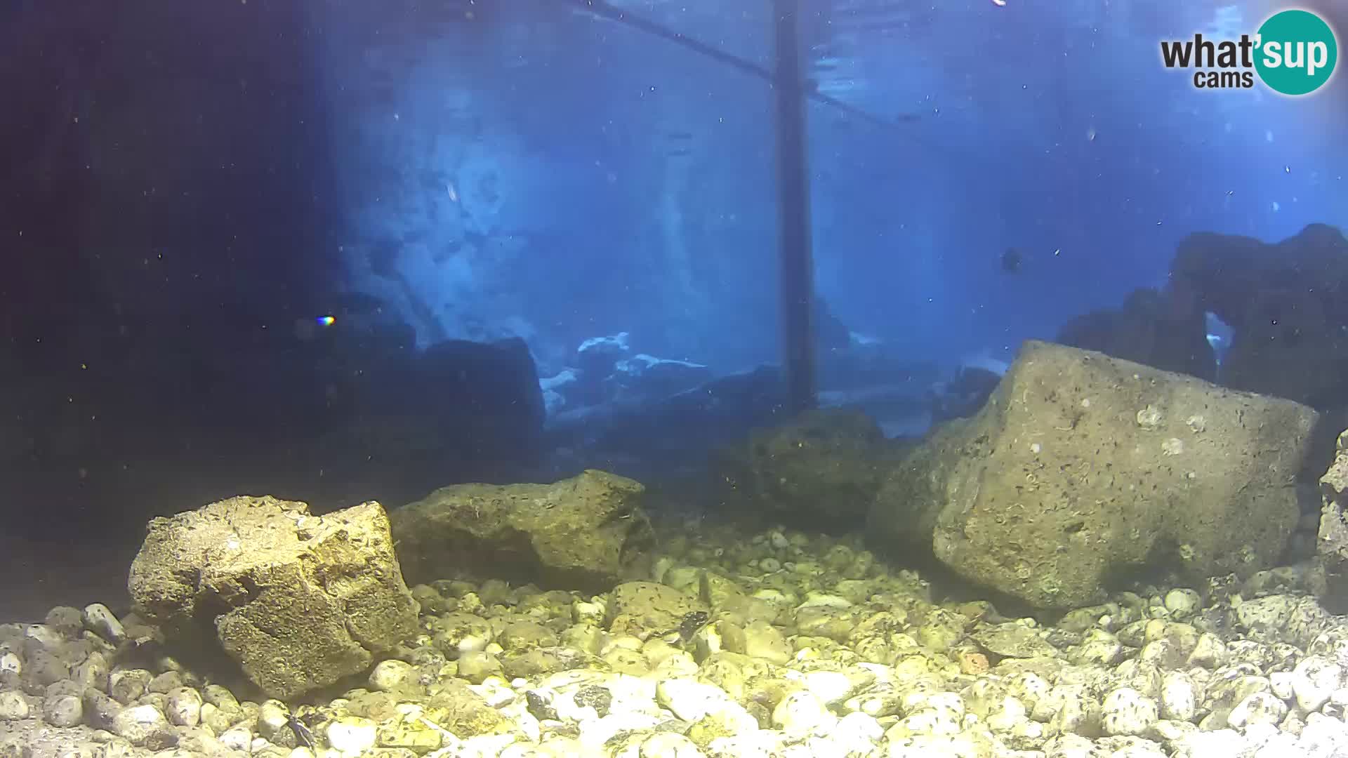 Marine Aquarium im Freien Rogoznica webcam Kroatien