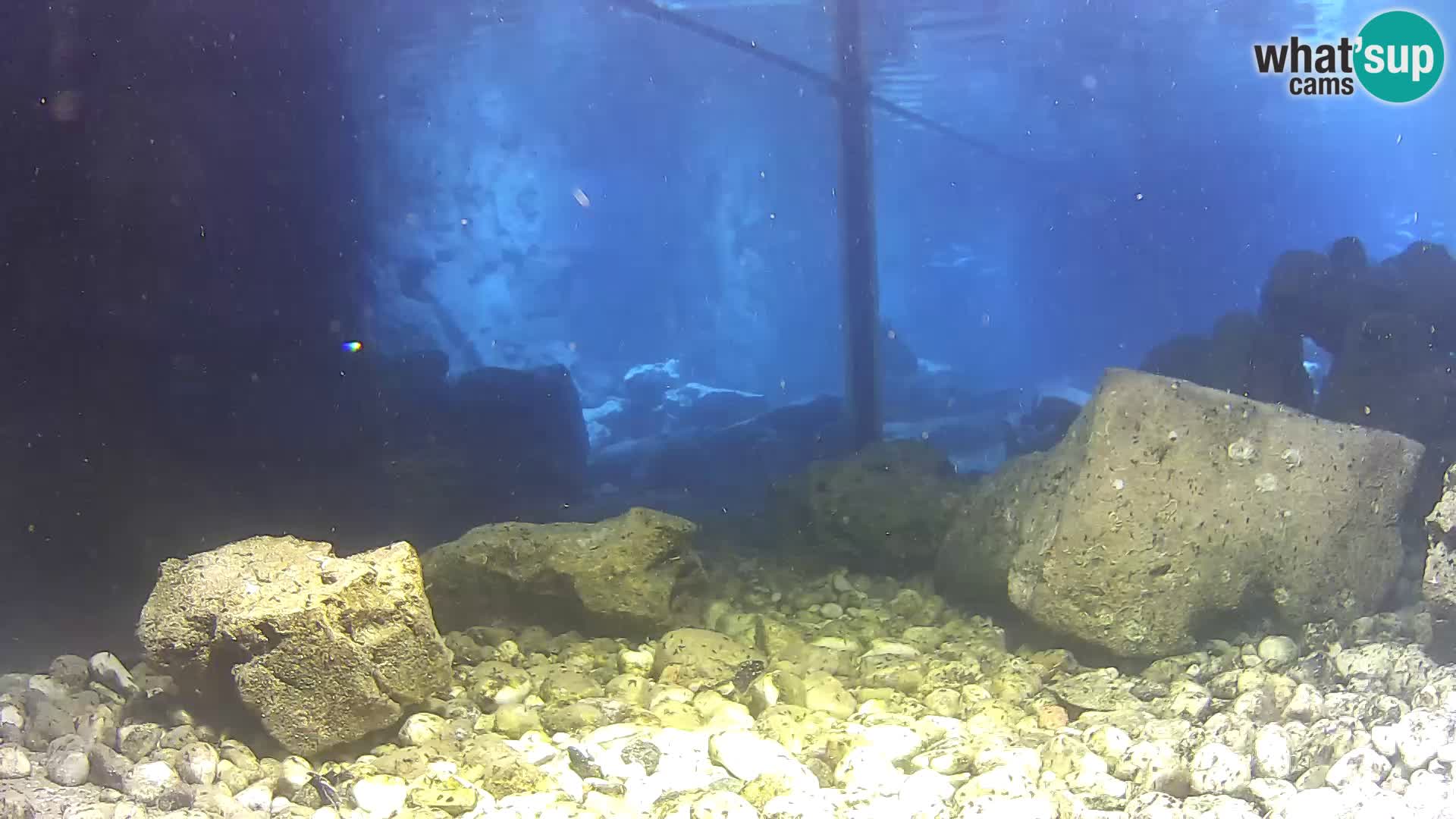 Outdoor Marine Aquarium Rogoznica webcam Croatia