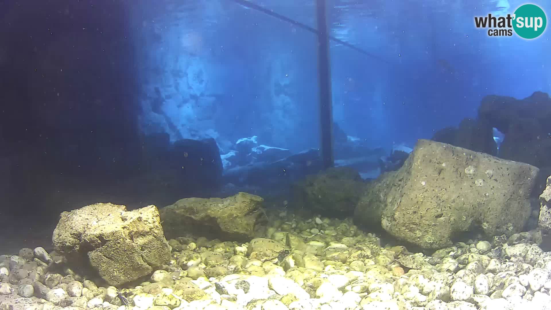 Outdoor Marine Aquarium Rogoznica webcam Croatia