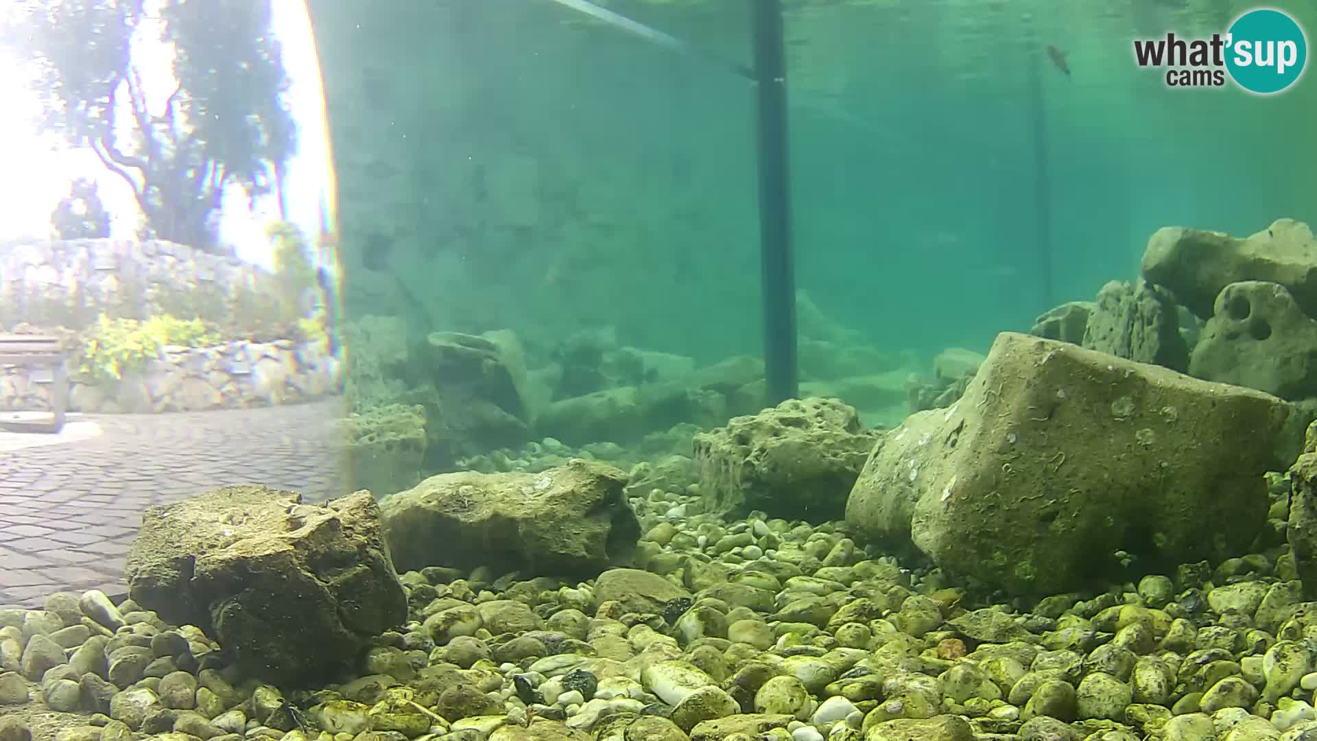 Outdoor Marine Aquarium Rogoznica webcam Croatia